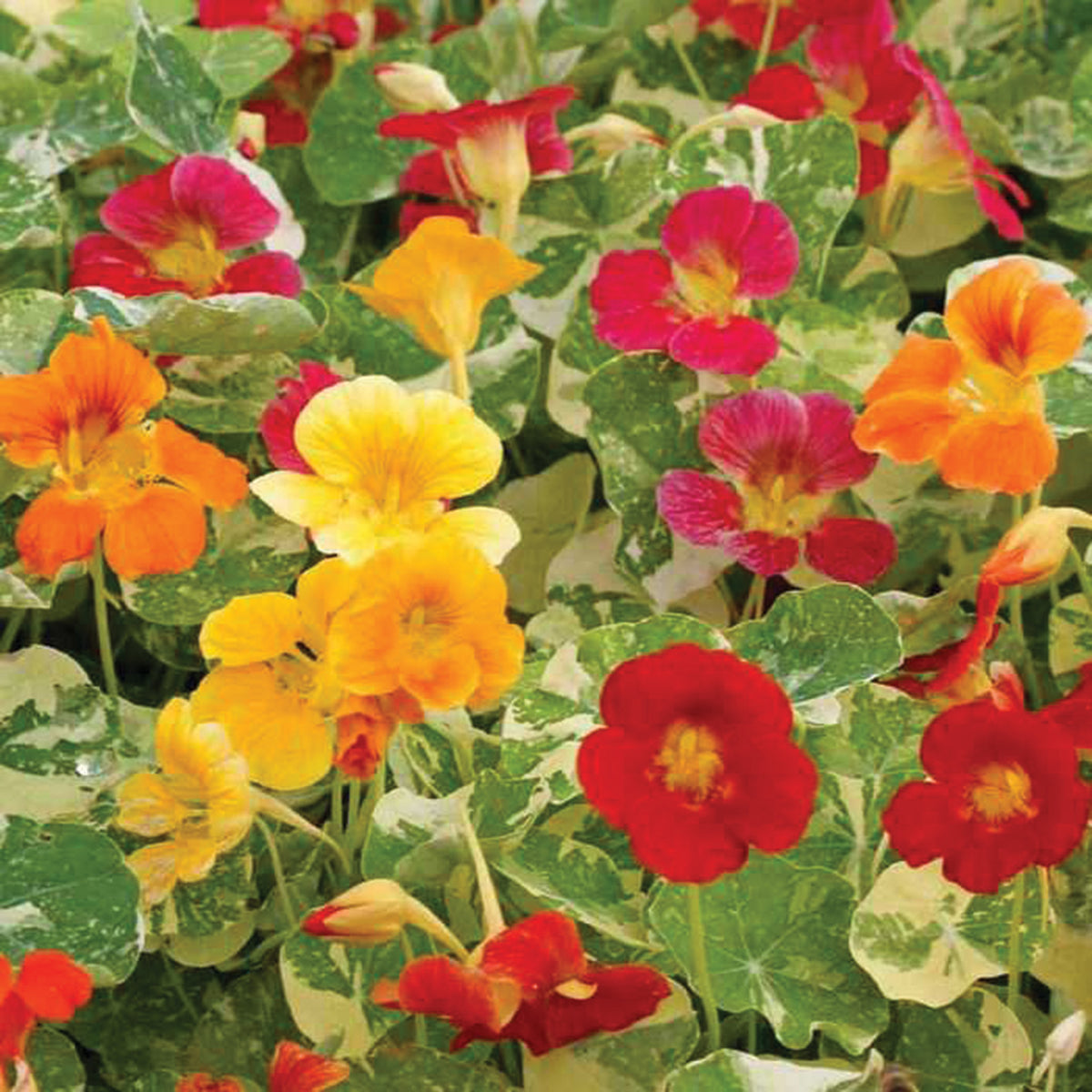 Nasturtium, Alaska Mix