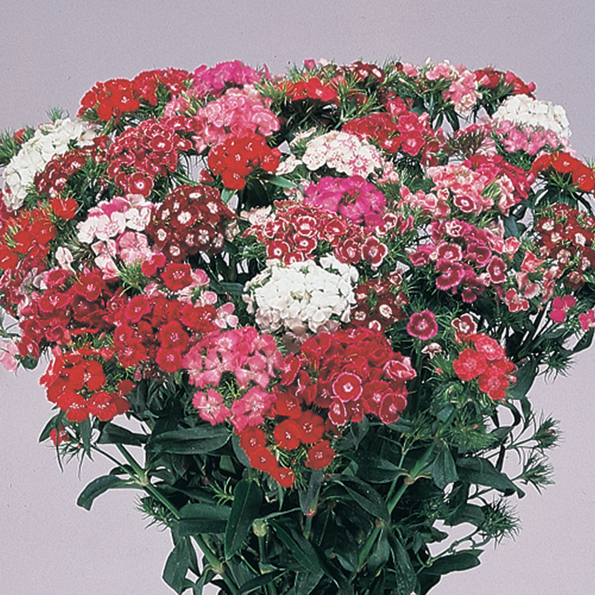 Dianthus, Hollandia Mix
