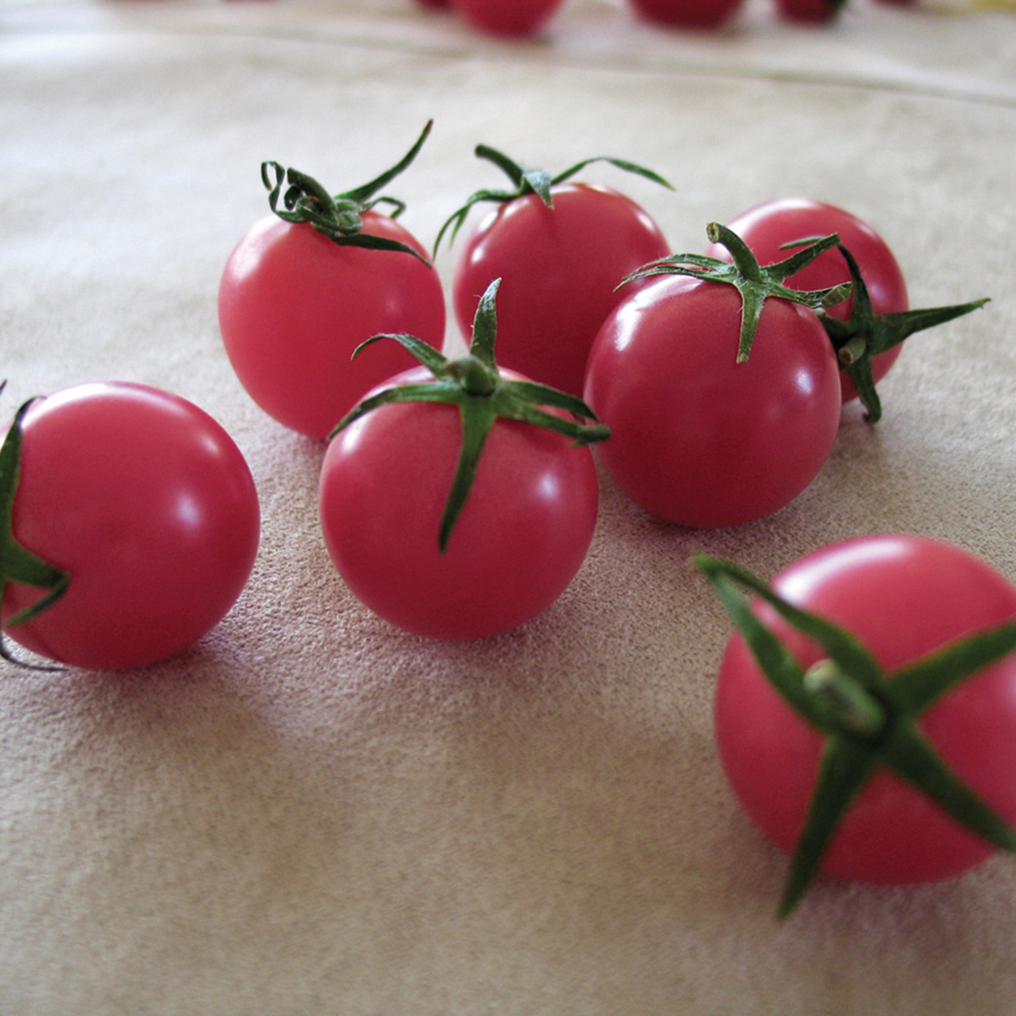 Tomato, Sweet Treats Hybrid