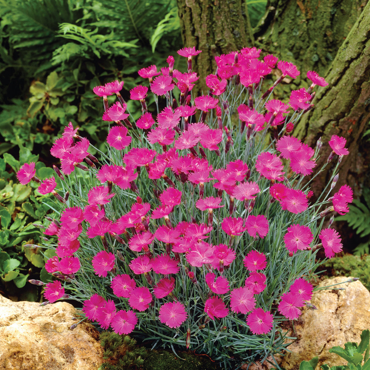 Dianthus, Firewitch