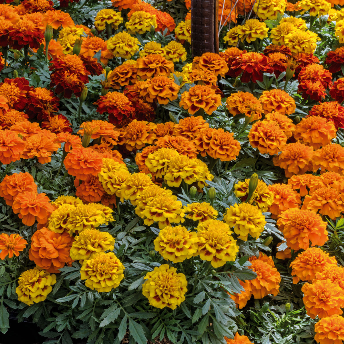 Marigold, Super Hero™ Mix