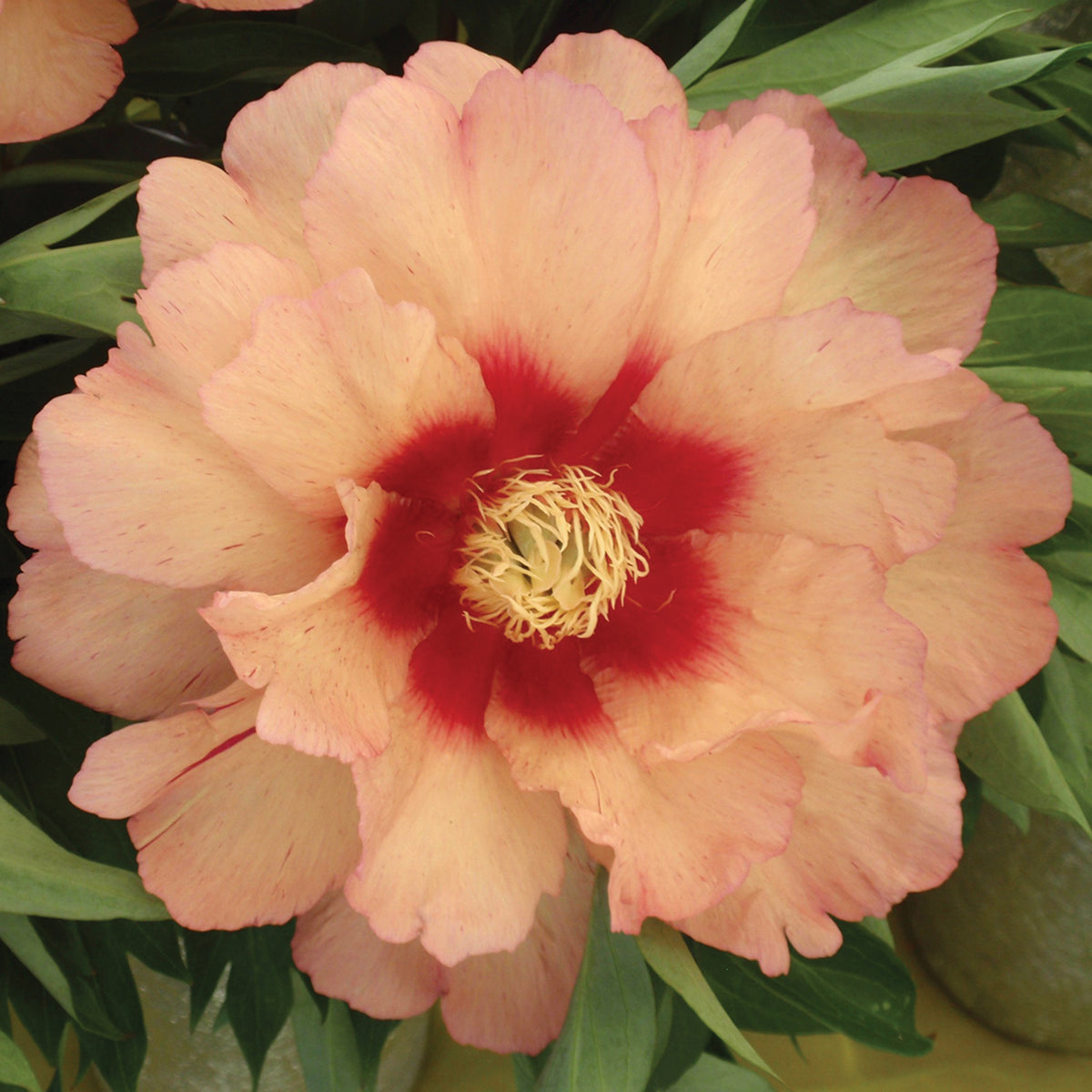 Peony, Callies Memory