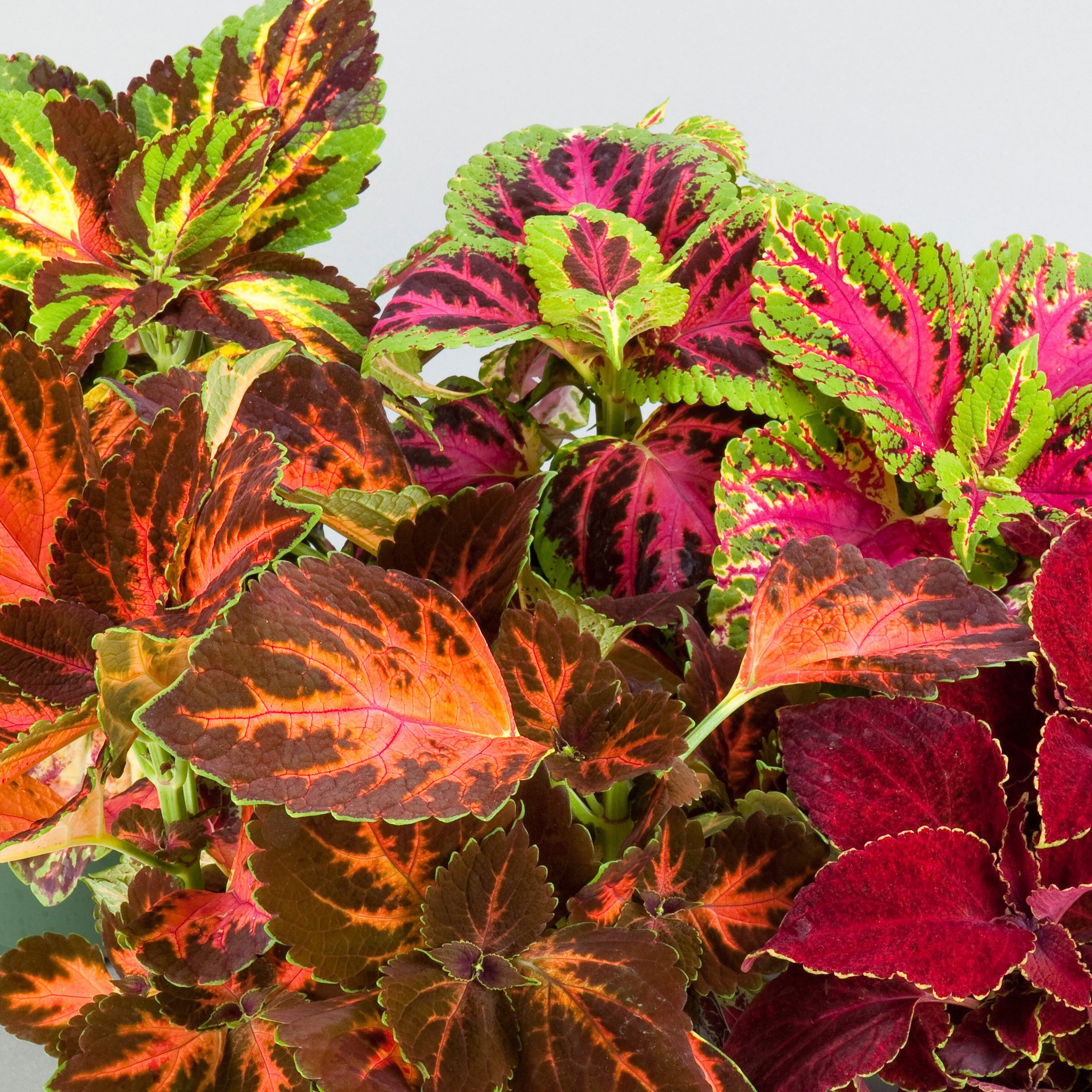 Coleus, Masterblends Mix
