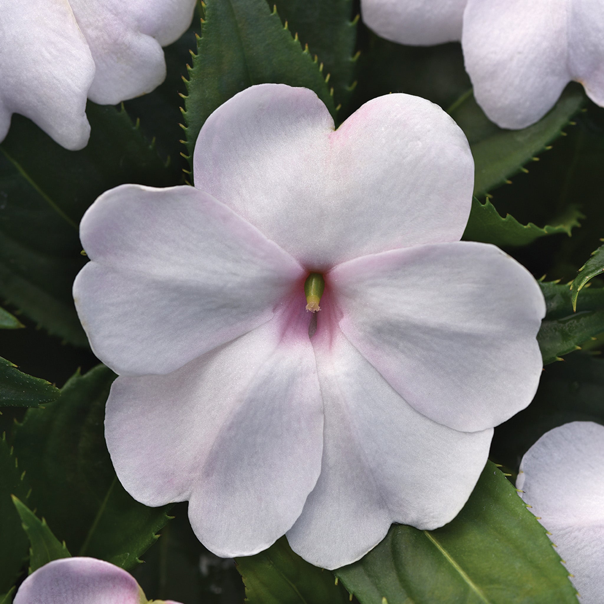 Impatiens, Solarscape™ White Shimmer Hybrid