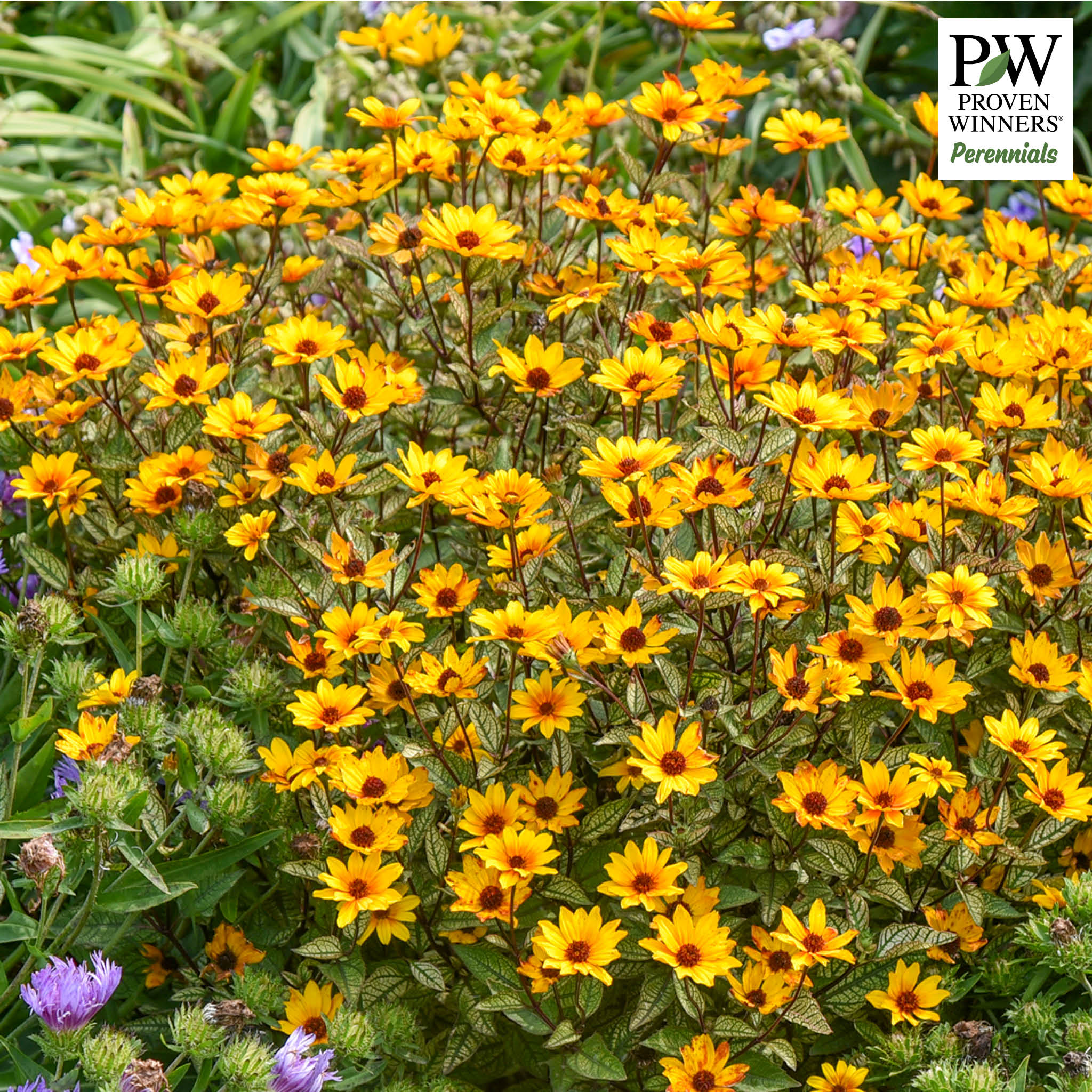 Heliopsis, Touch of Blush