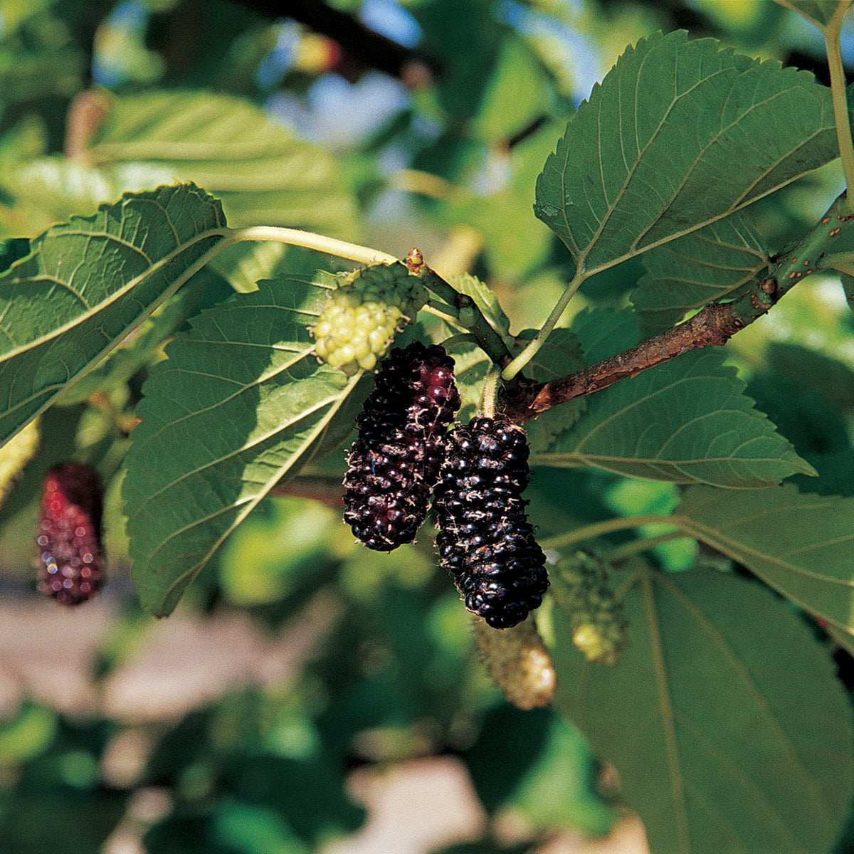 Mulberry, Everbearing, Illinois
