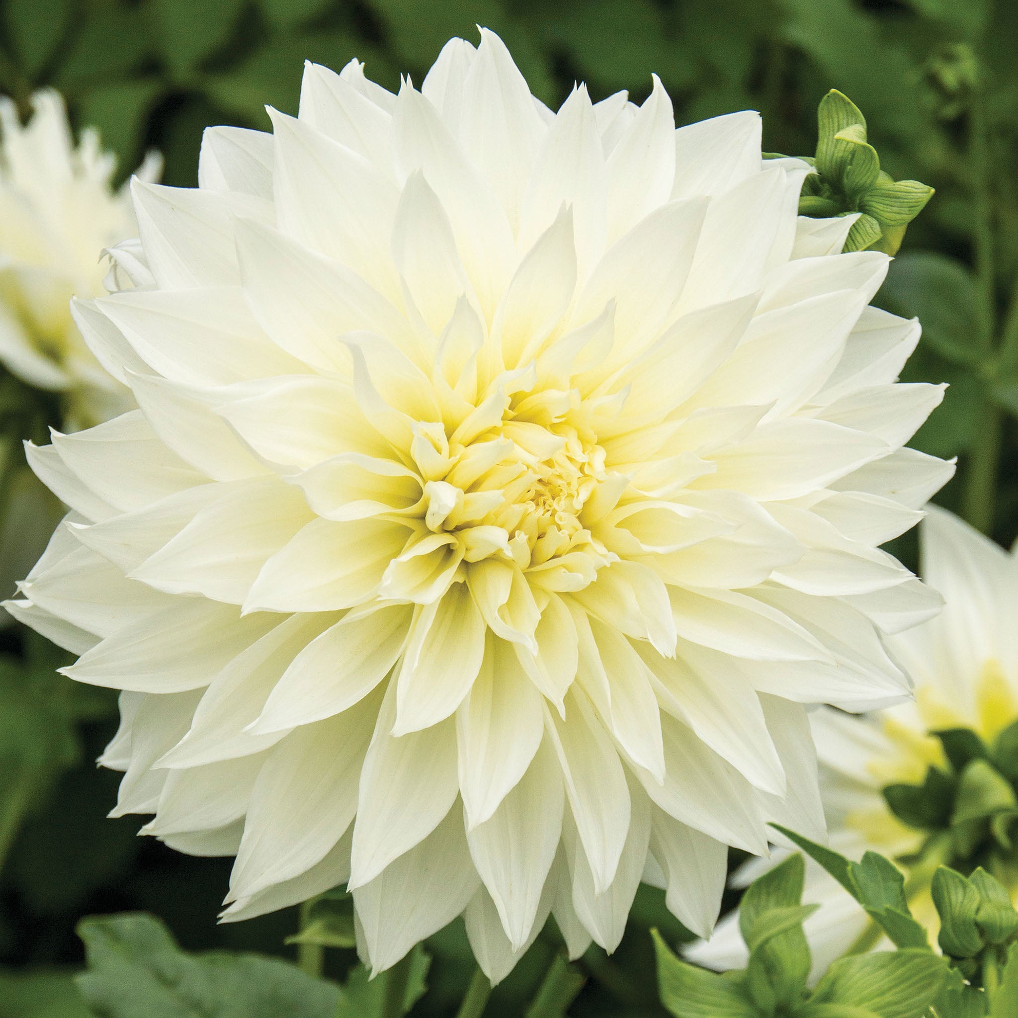 Dahlia, Fleurel