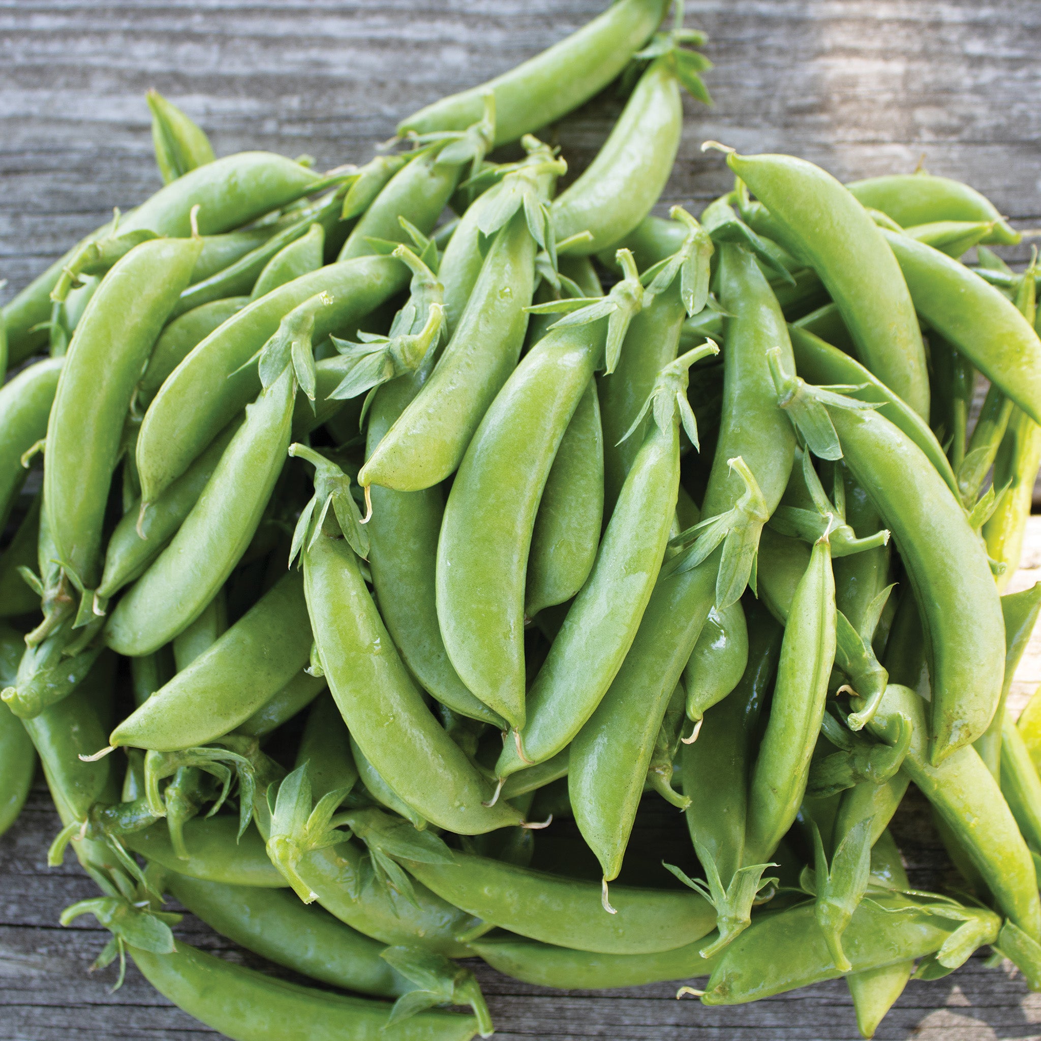 Pea, Cascadia