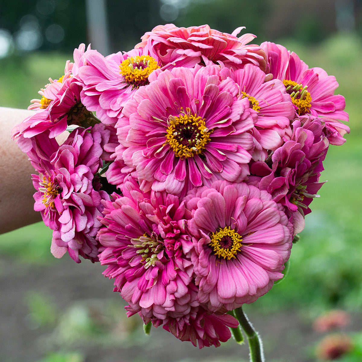 Zinnia, Super Giant Enchantress