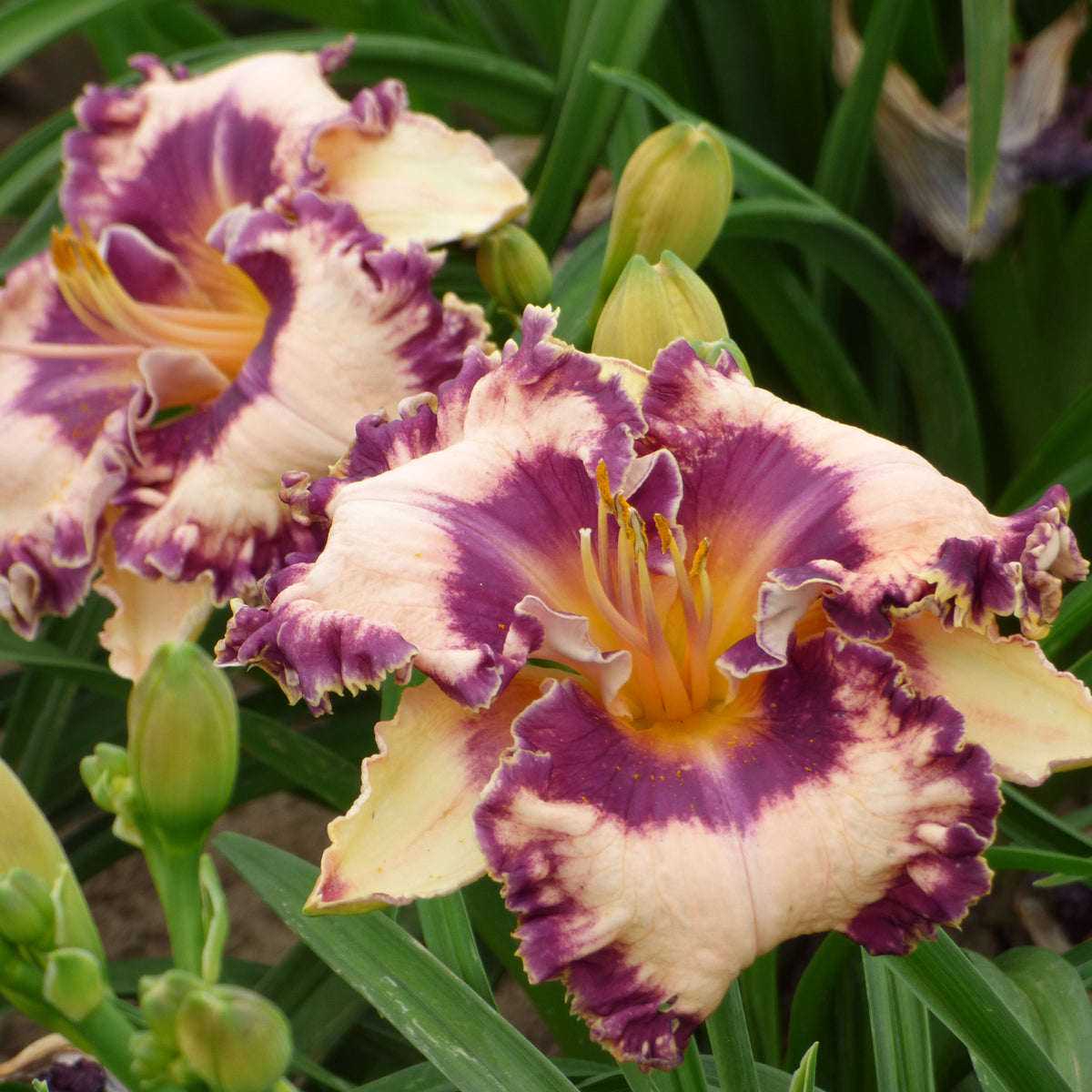Daylily, Hanalei Bay