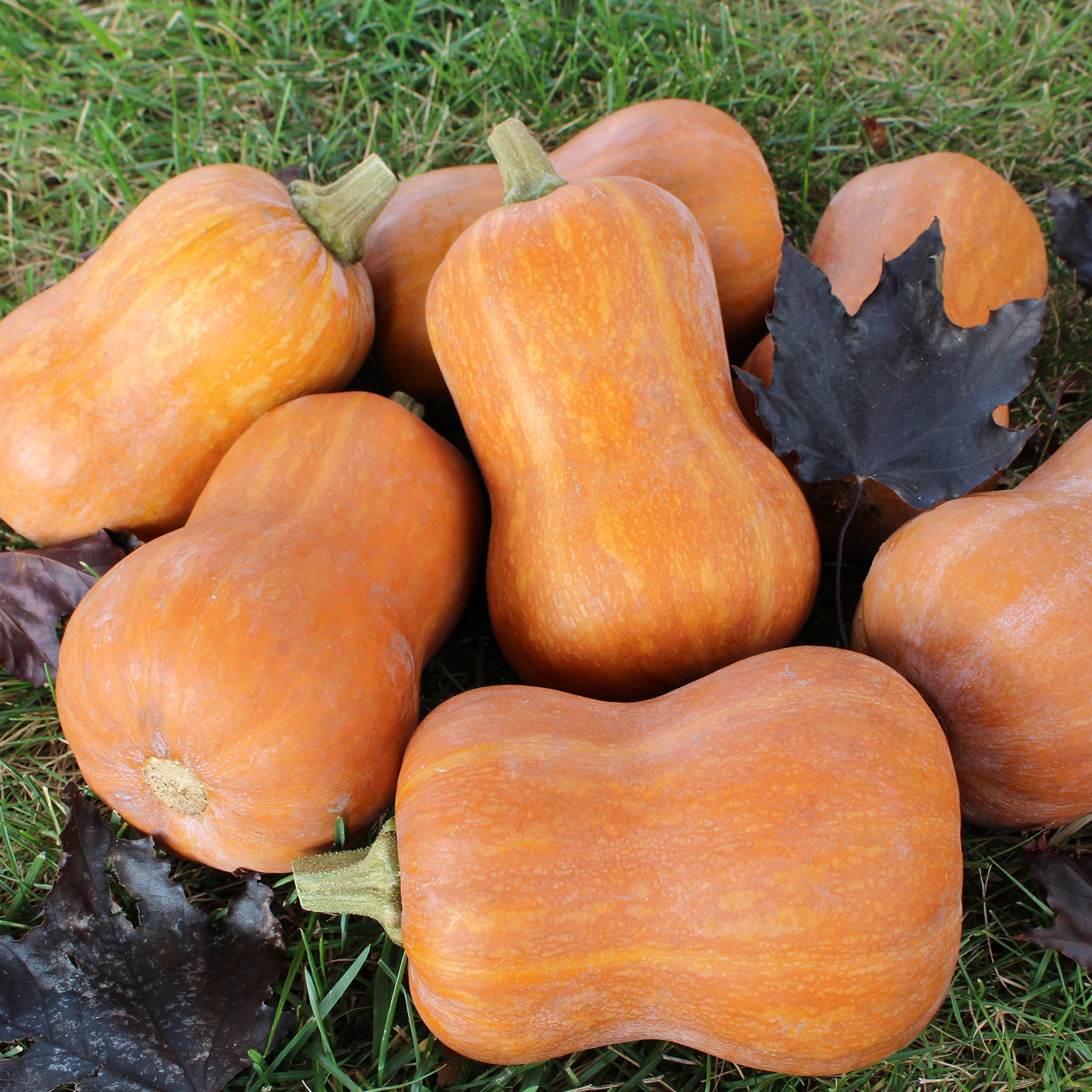 Squash, Winter, Honeybaby Hybrid