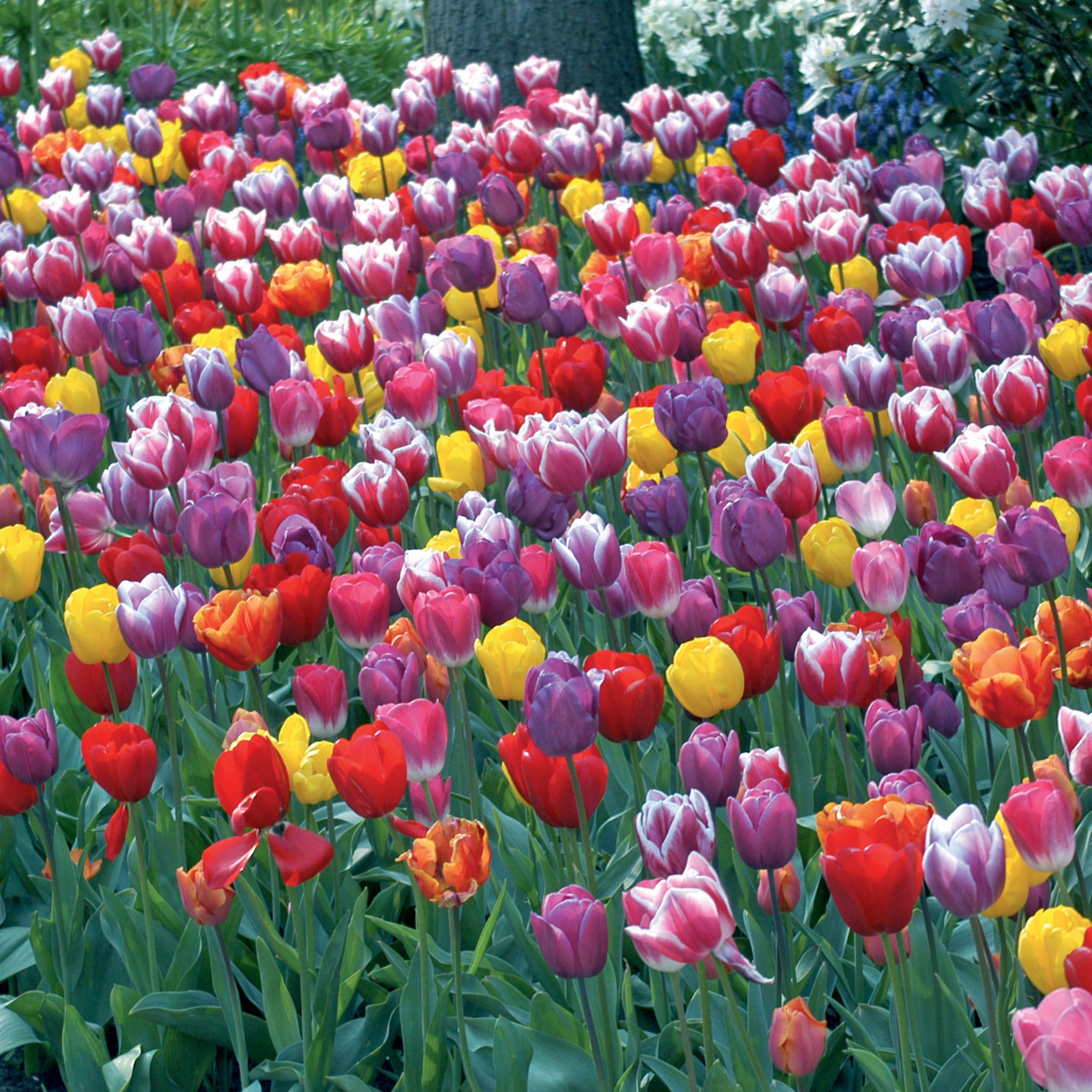 Tulip, Warm Welcome Mix, 25 Pack