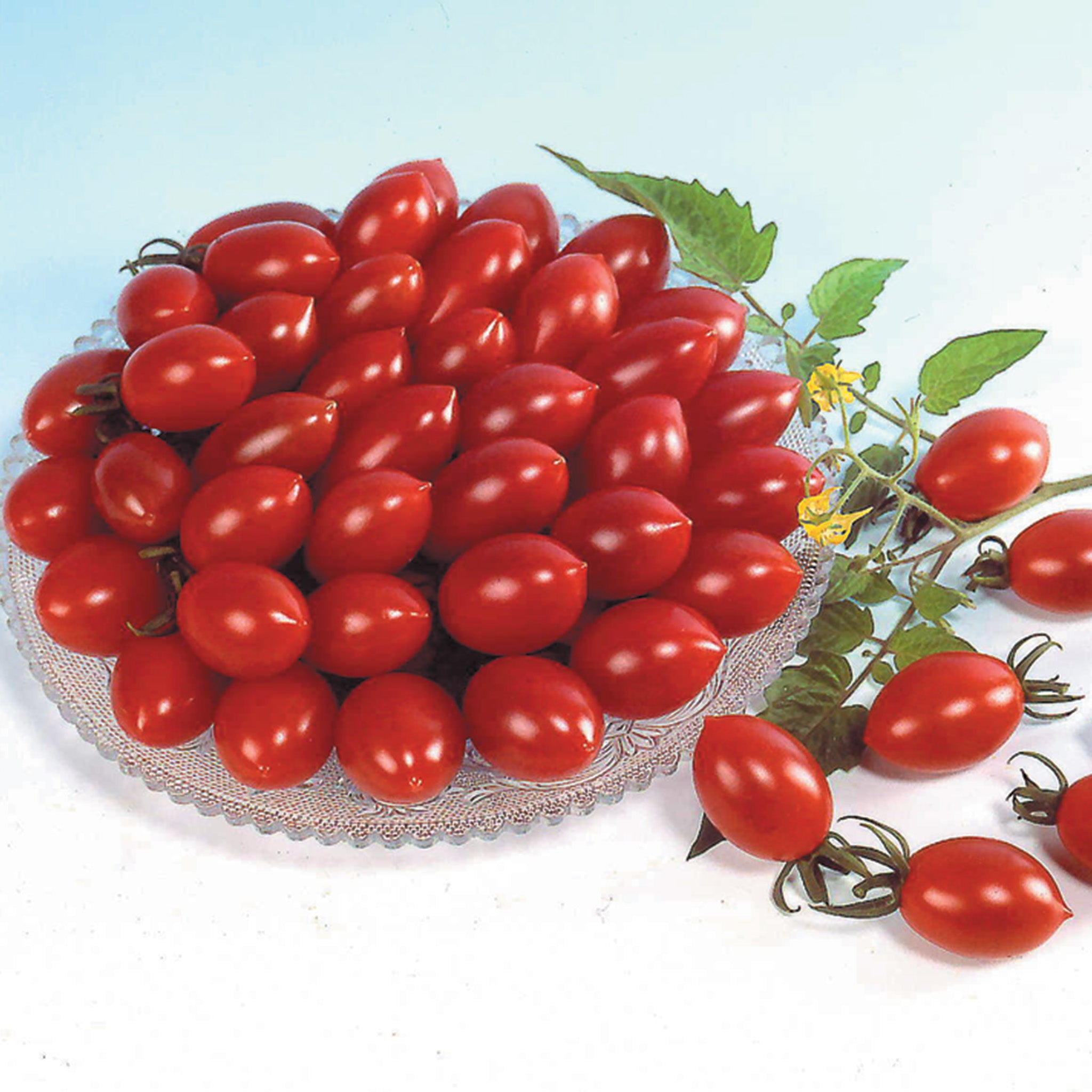 Tomato, Sugary Hybrid