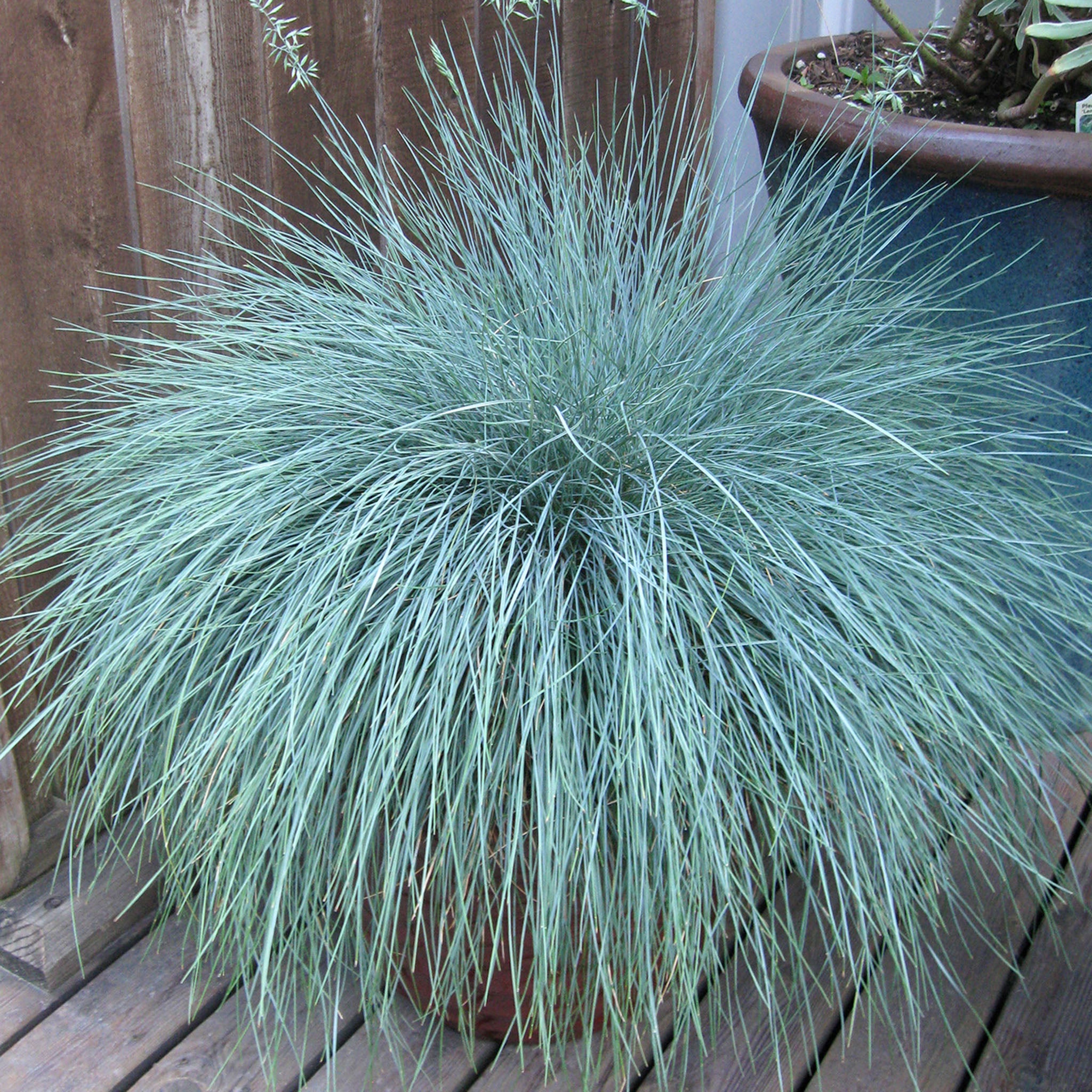Grass, Beyond Blue Fescue