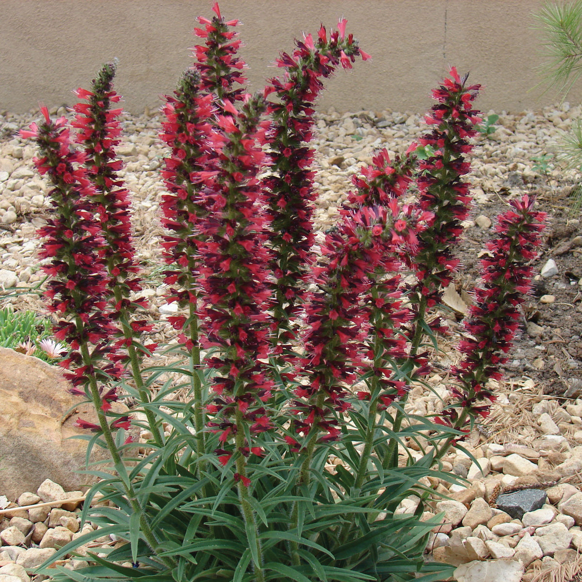 Echium, Red Feathers