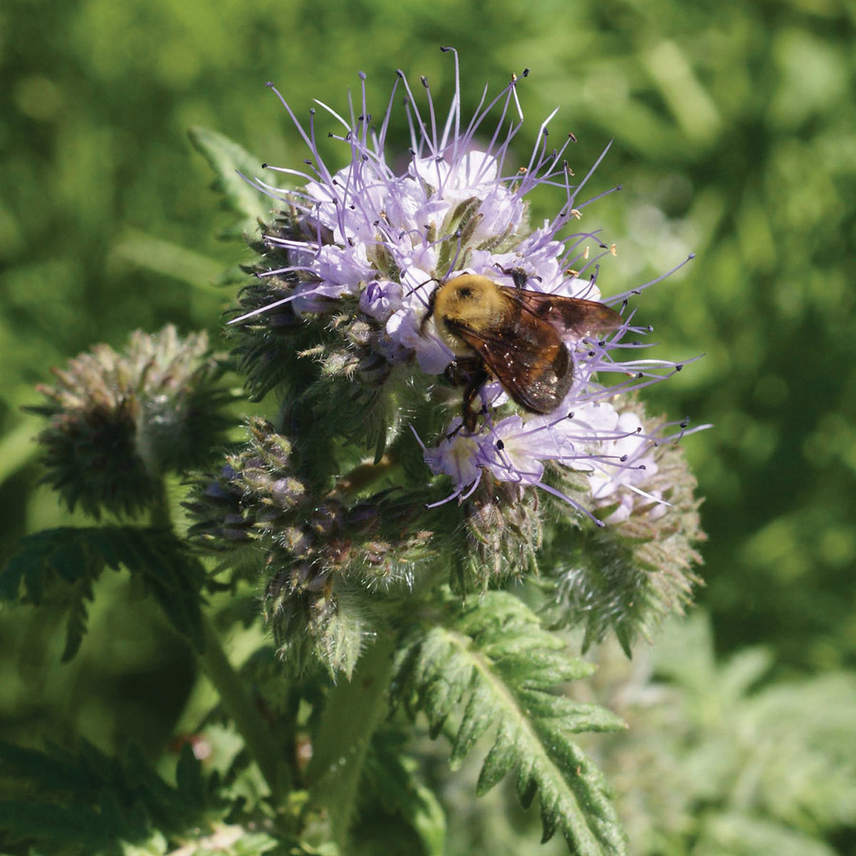 Phacelia, Lacy