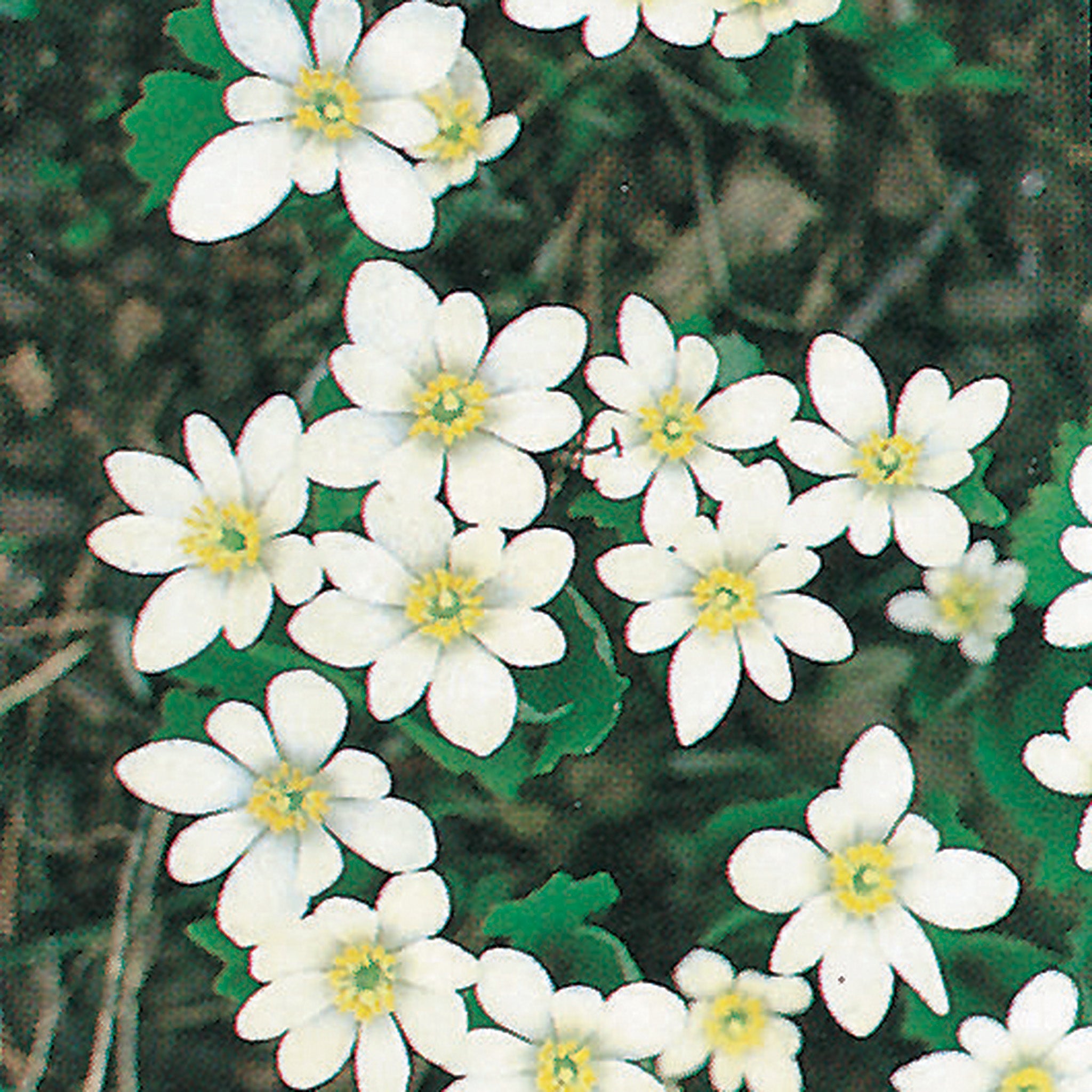Wildflower, Bloodroot