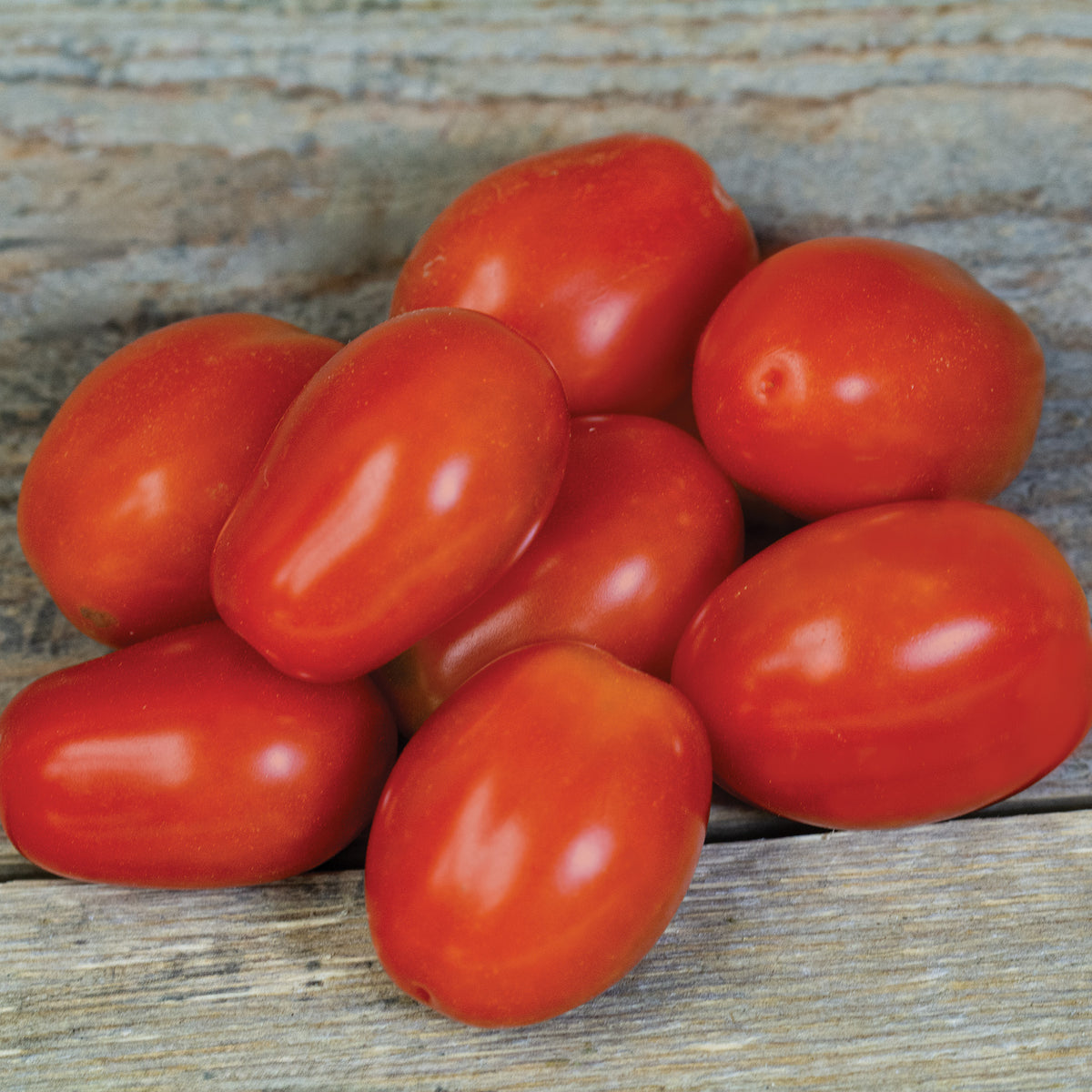 Tomato, Fantastico Hybrid