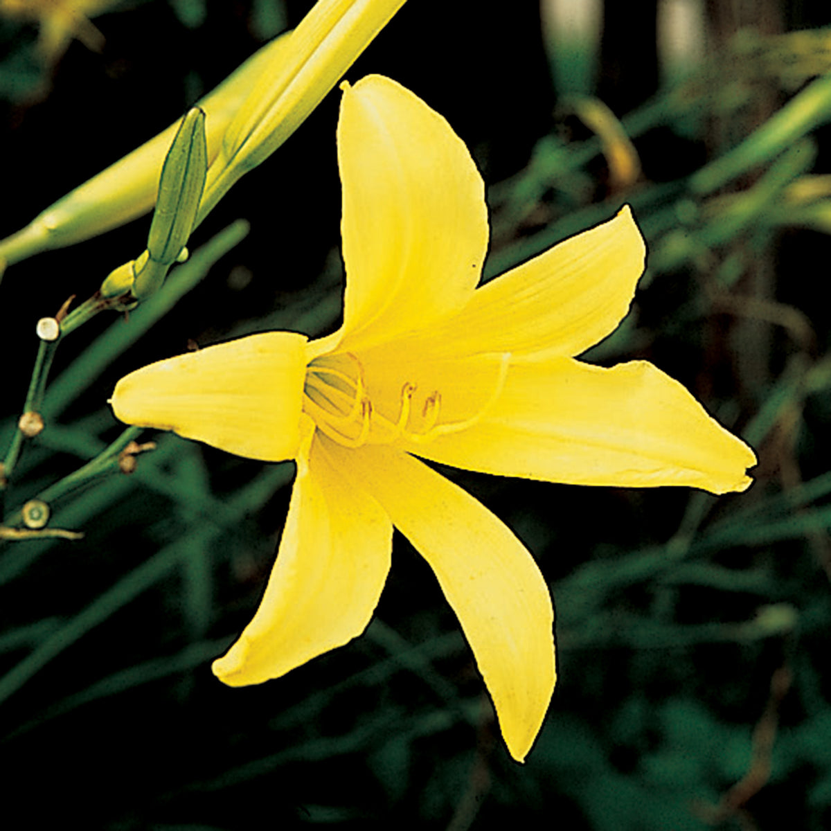 Daylily, Lemon Lily