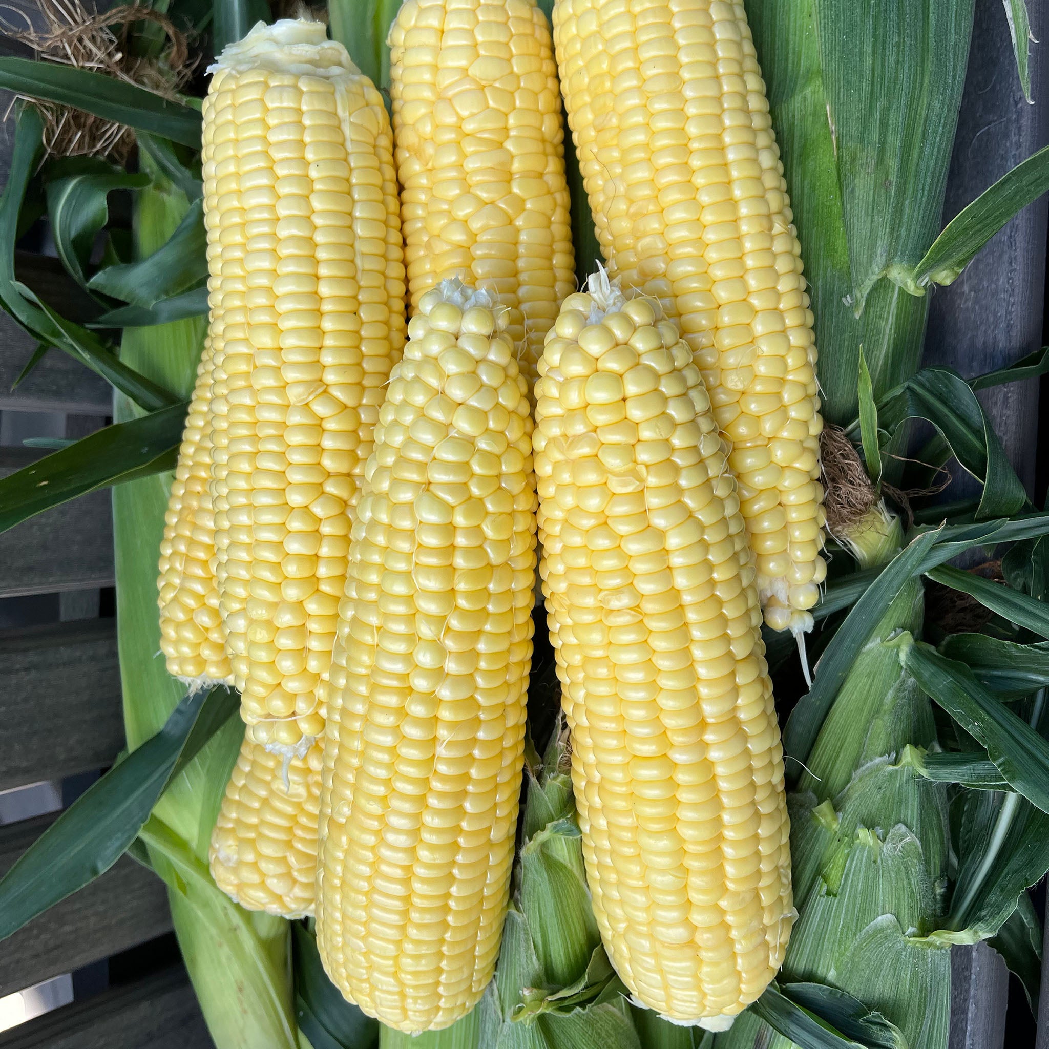 Sweet Corn, Bodacious Yellow Hybrid, Untreated
