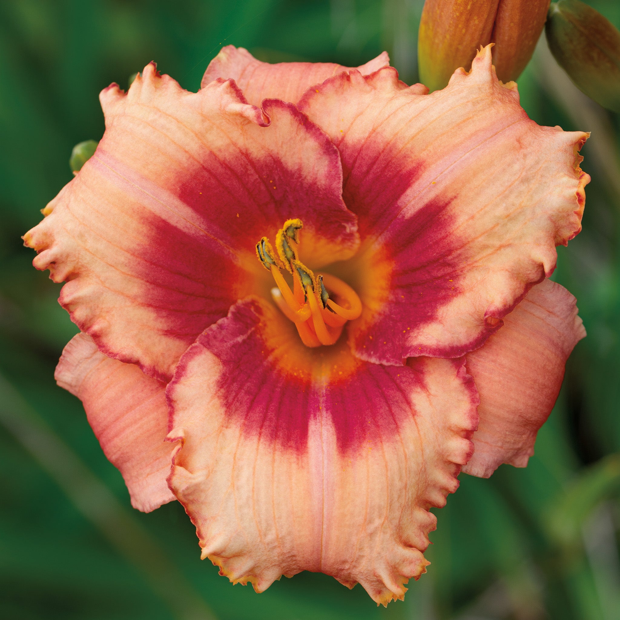 Daylily, Strawberry Candy
