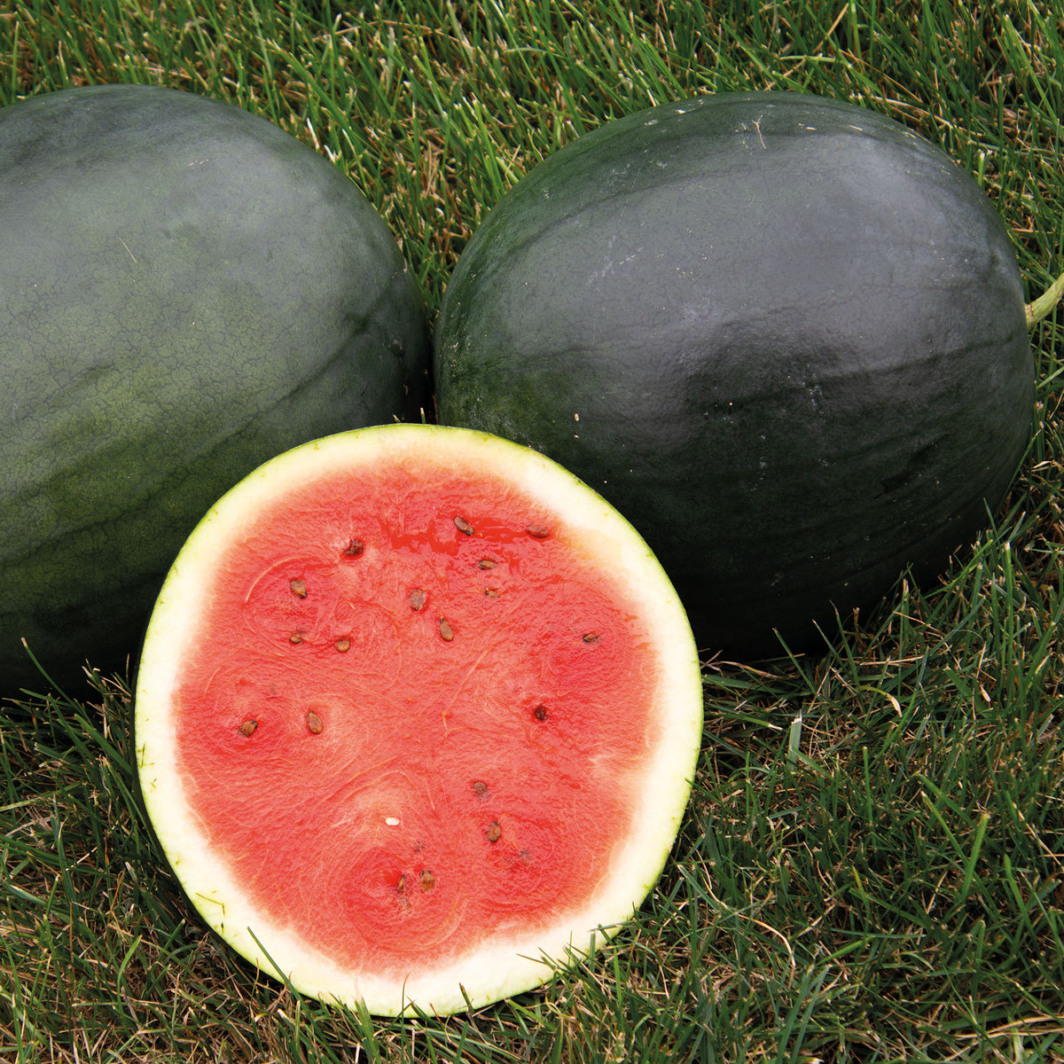 Watermelon, Sugar Baby