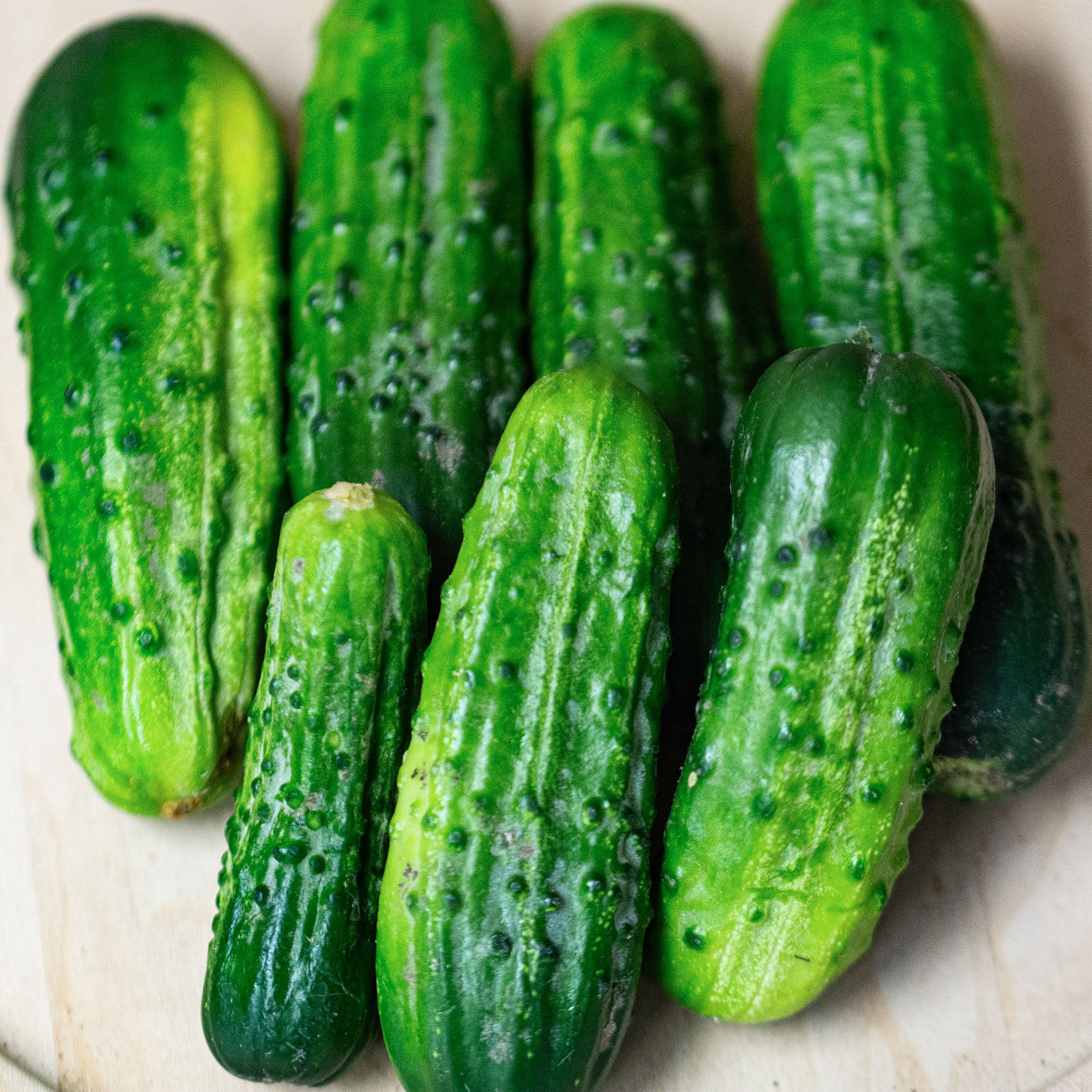 Cucumber, El Camino Hybrid