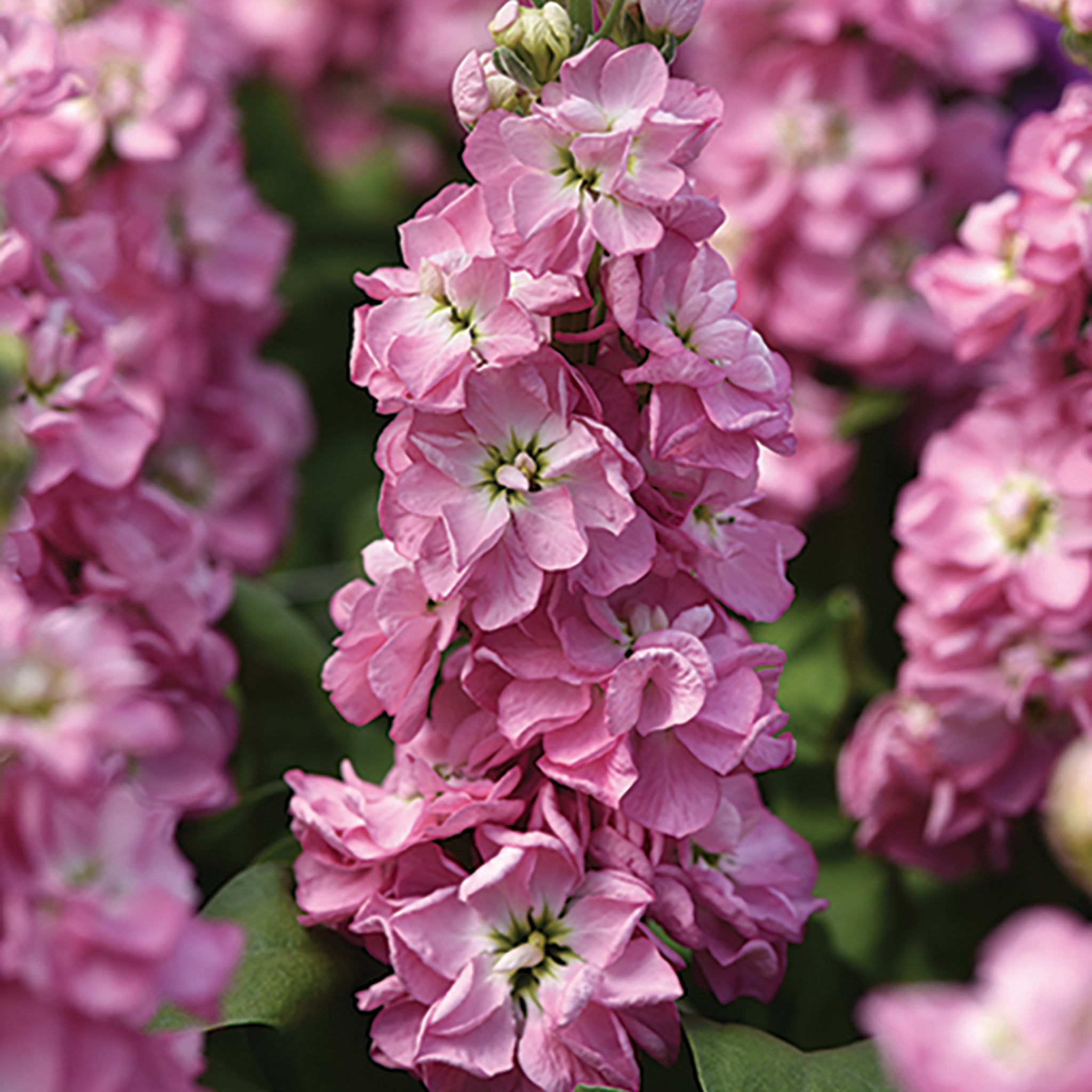Stock, Matilda™ Antique Rose