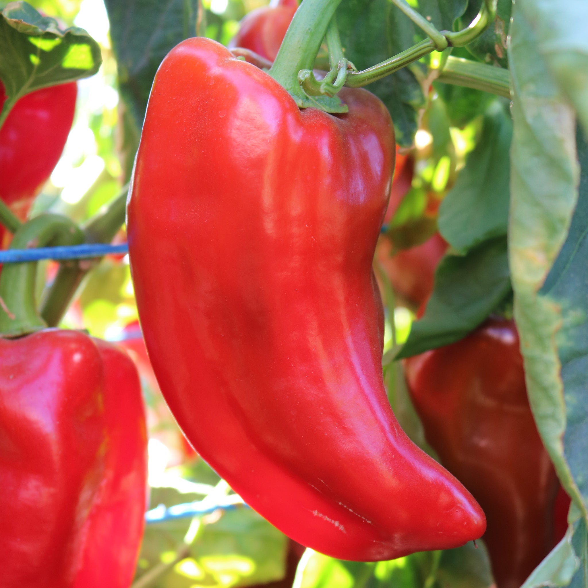 Pepper, Sweet, Kaptur Hybrid