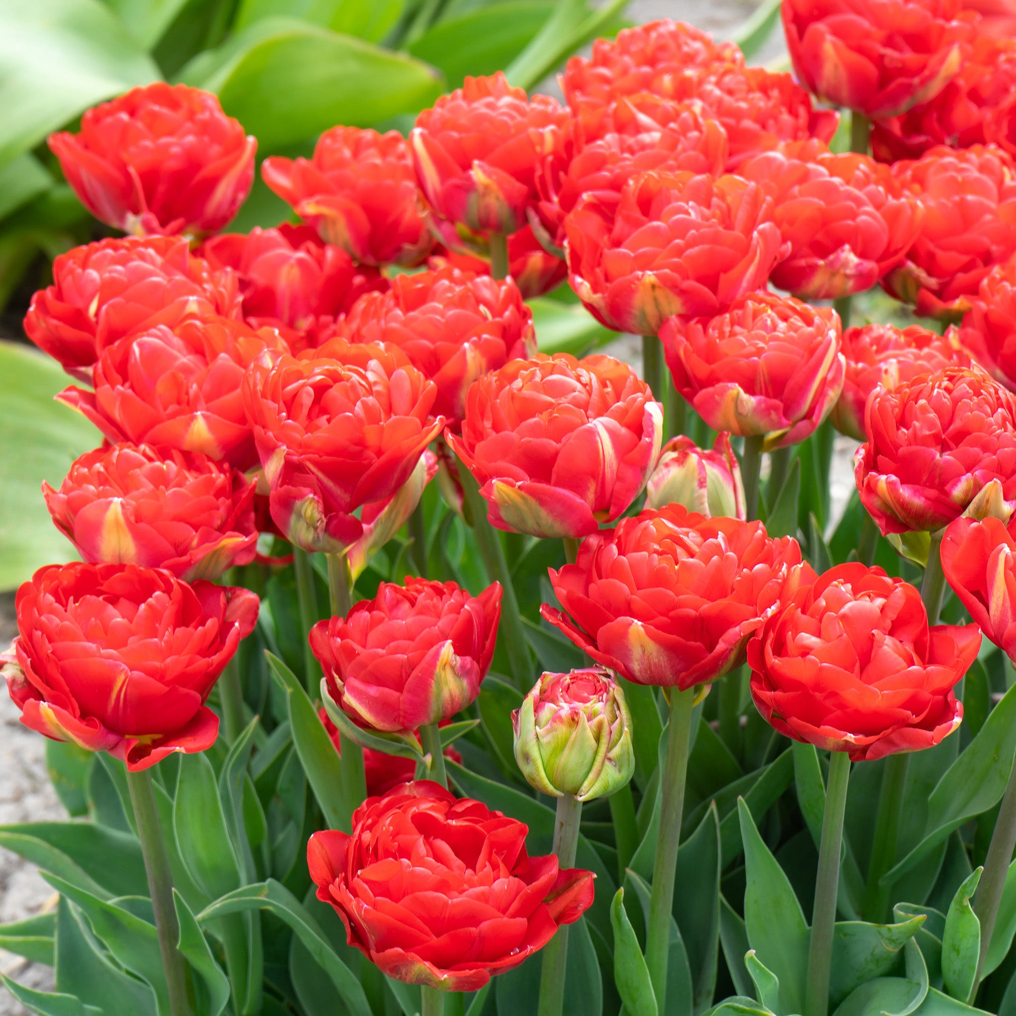 Tulip, Pamplona, 10 Pack