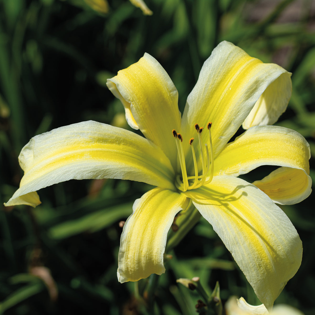 Daylily, Heavenly Flight of Angels