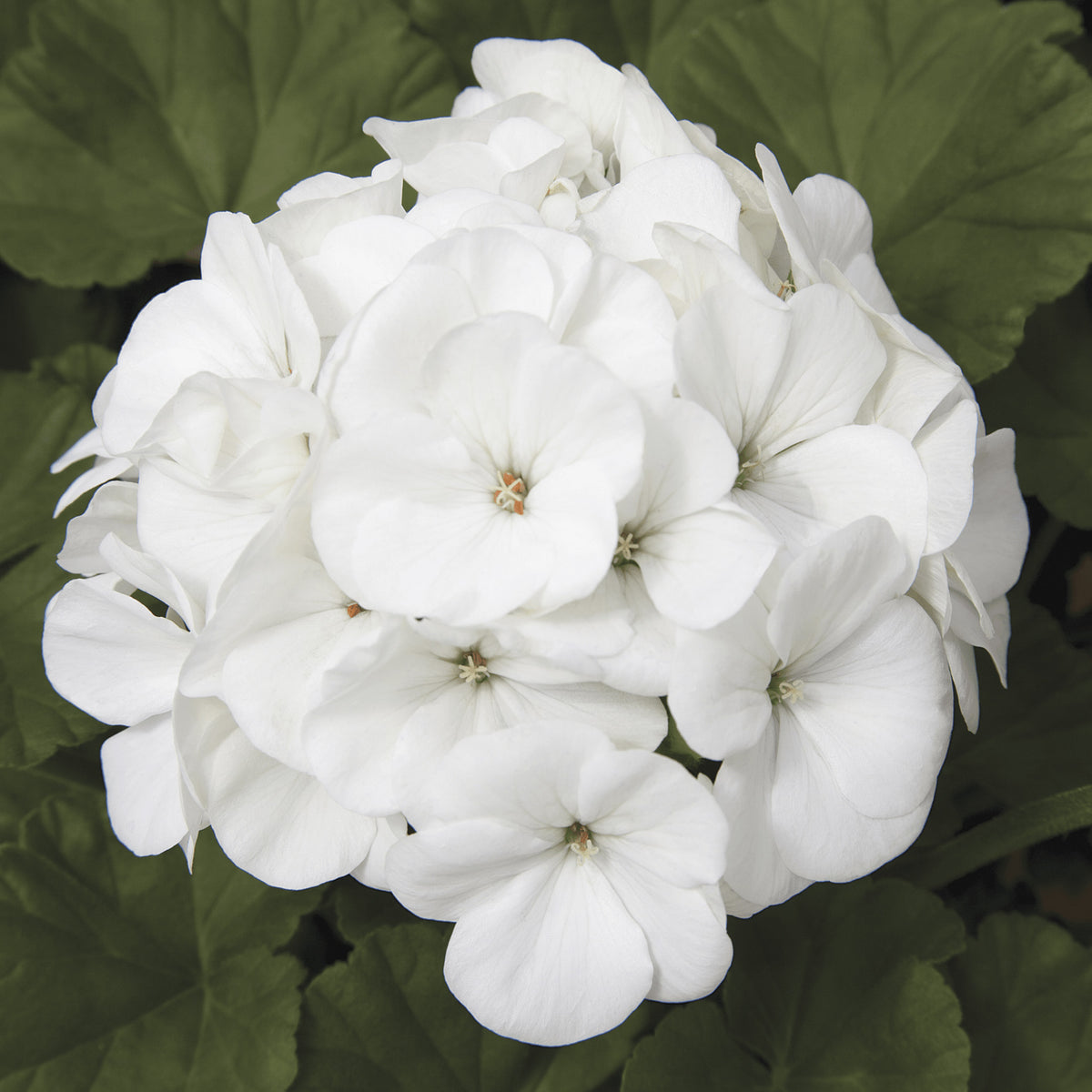 Geranium, Maverick™ White Hybrid