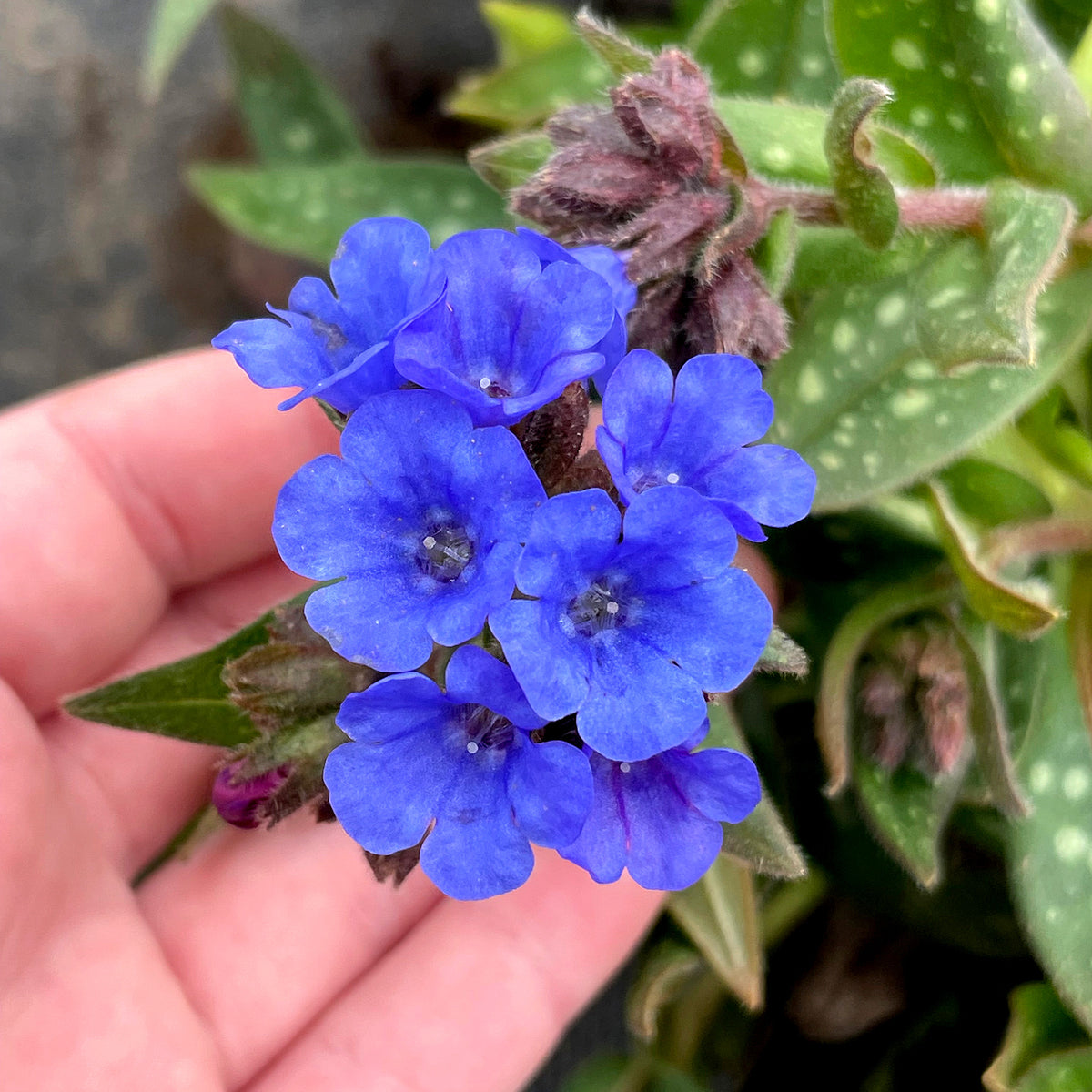 Pulmonaria, Nova® Cobalt