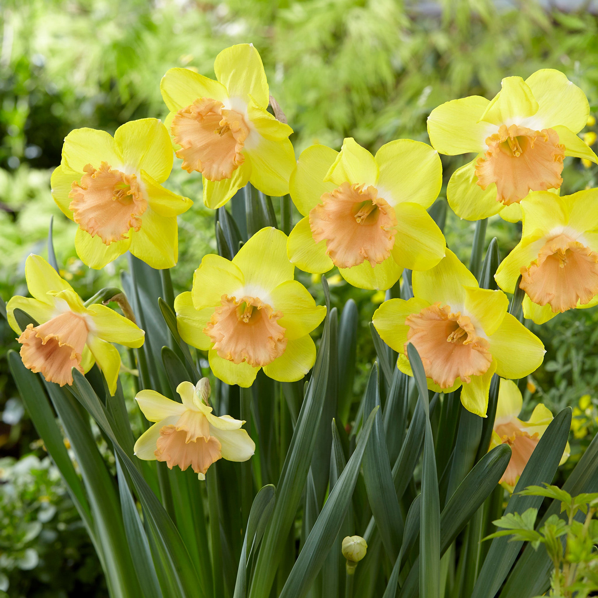 Daffodil, Color Run, 10 Pack