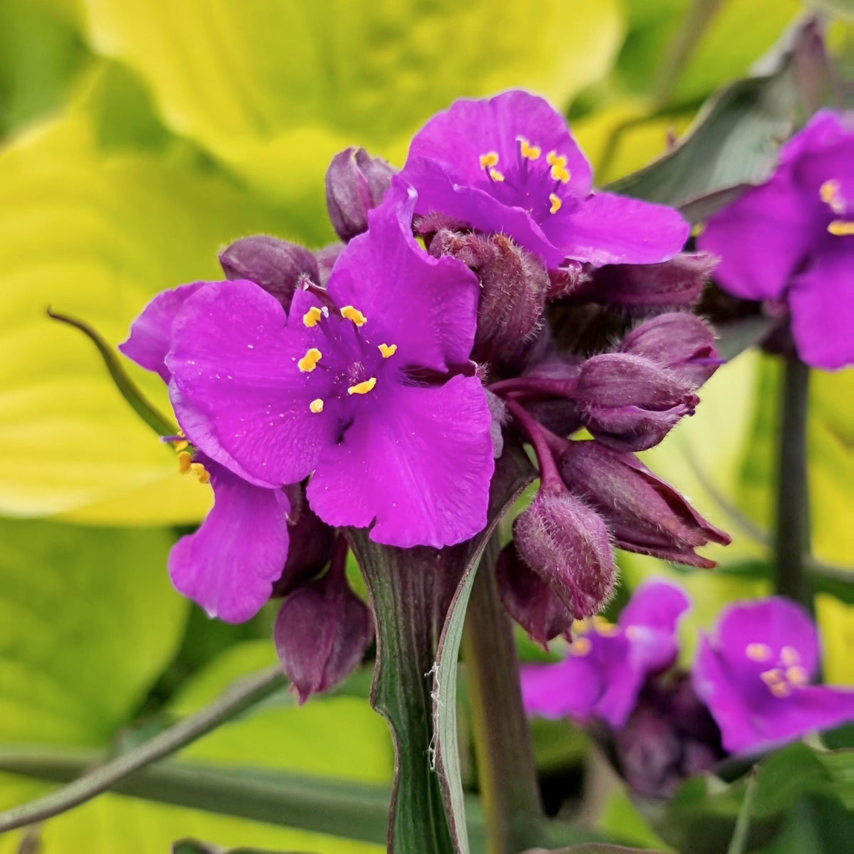Tradescantia, Brainstorm