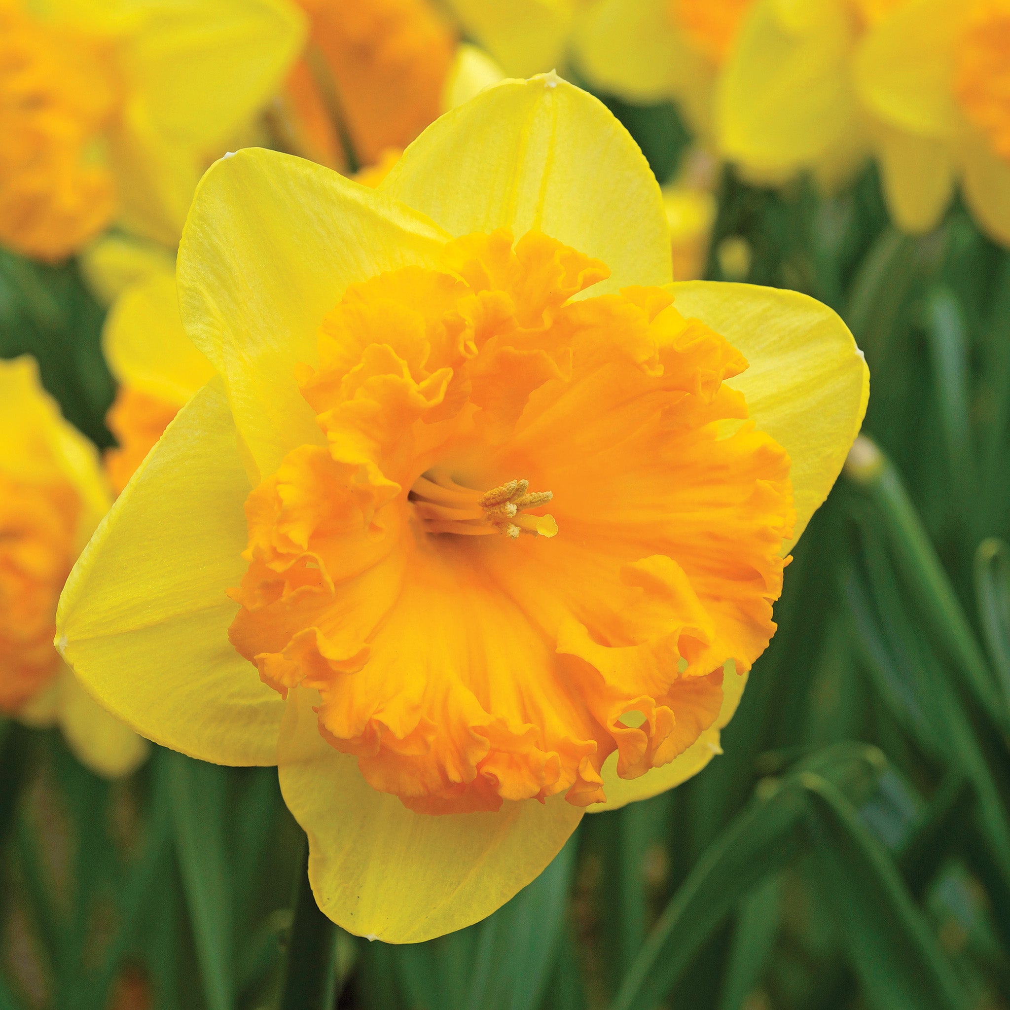 Daffodil, Ferris Wheel, 10 Pack