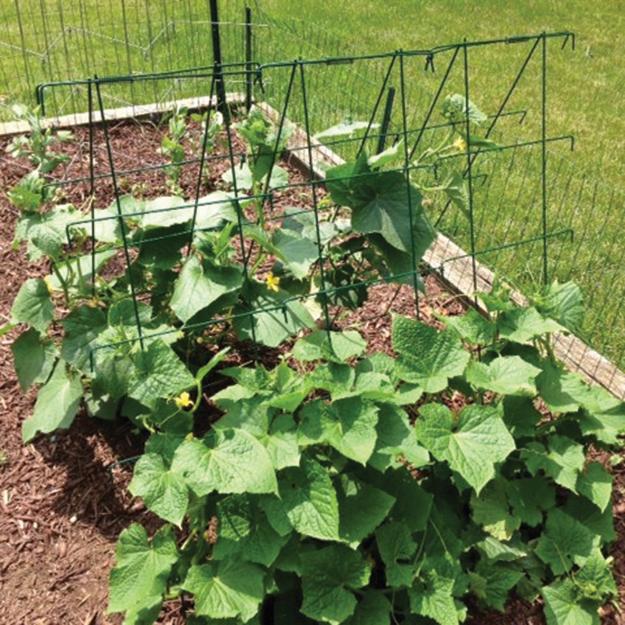 A-Frame Cucumber Trellis 58" Green Coate
