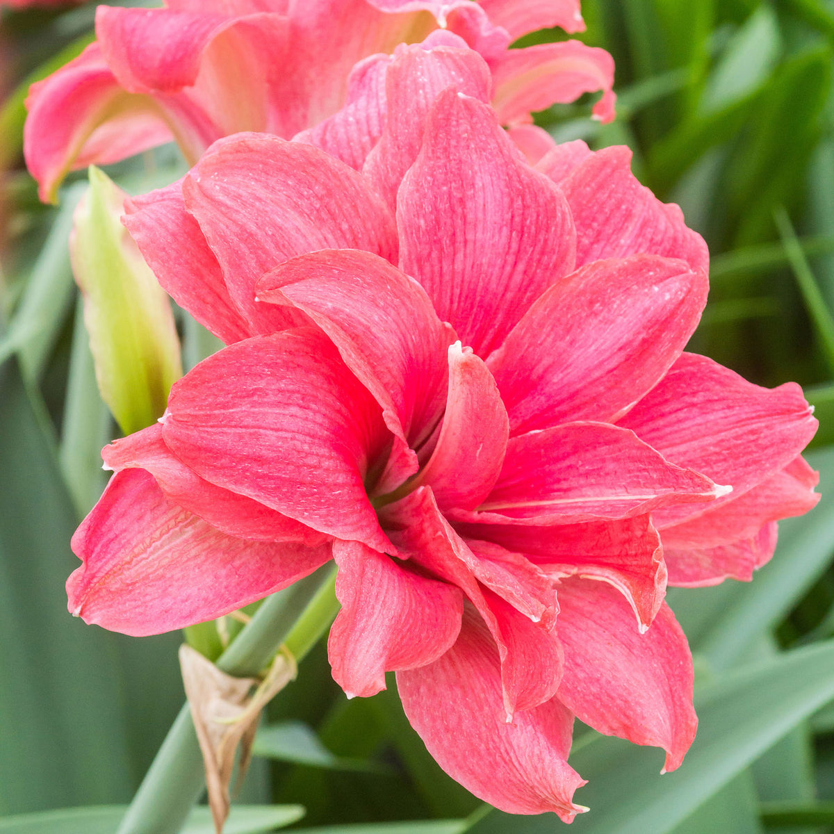 Amaryllis, Candy Nymph