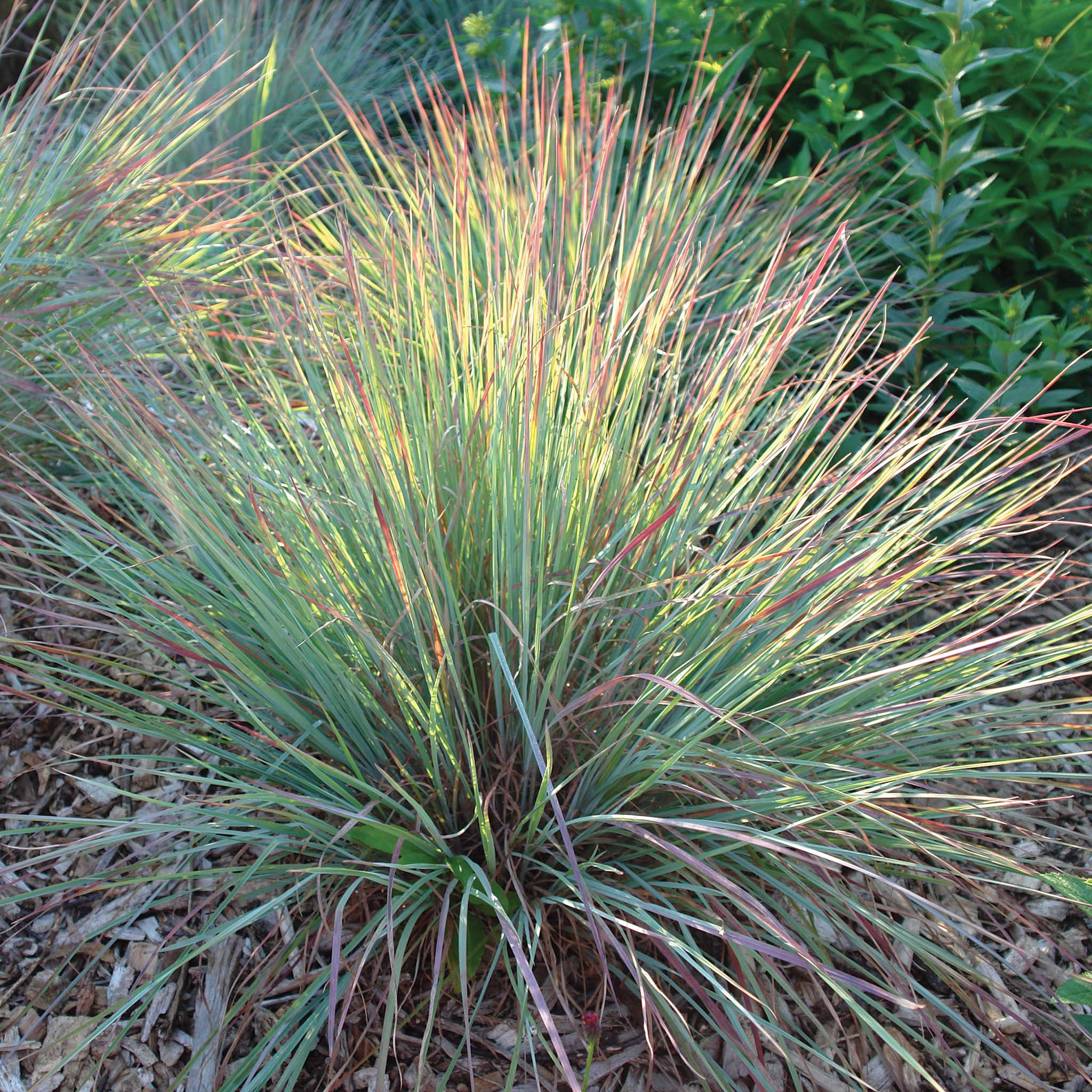 Grass, Standing Ovation Little Bluestem