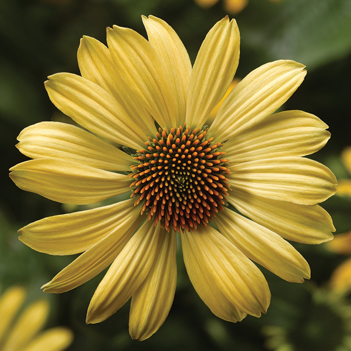Echinacea, Prairie Blaze™ Golden Yellow