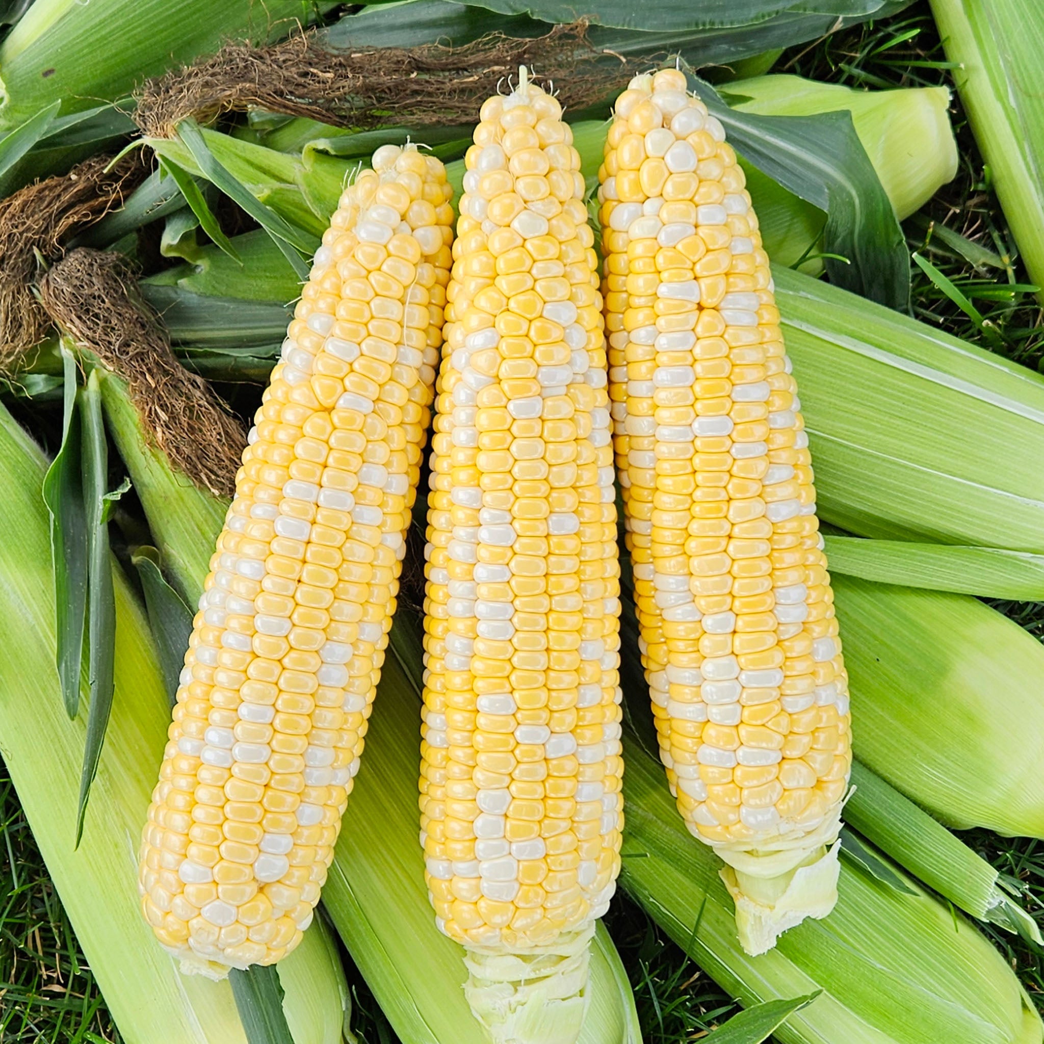 Sweet Corn, Solstice Bicolor Hybrid, Treated