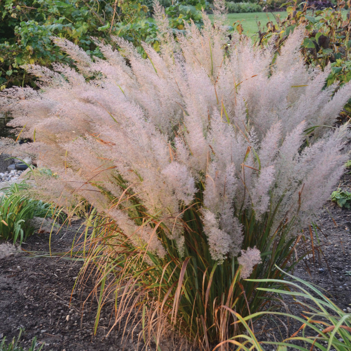 Grass, Korean Feather Reed