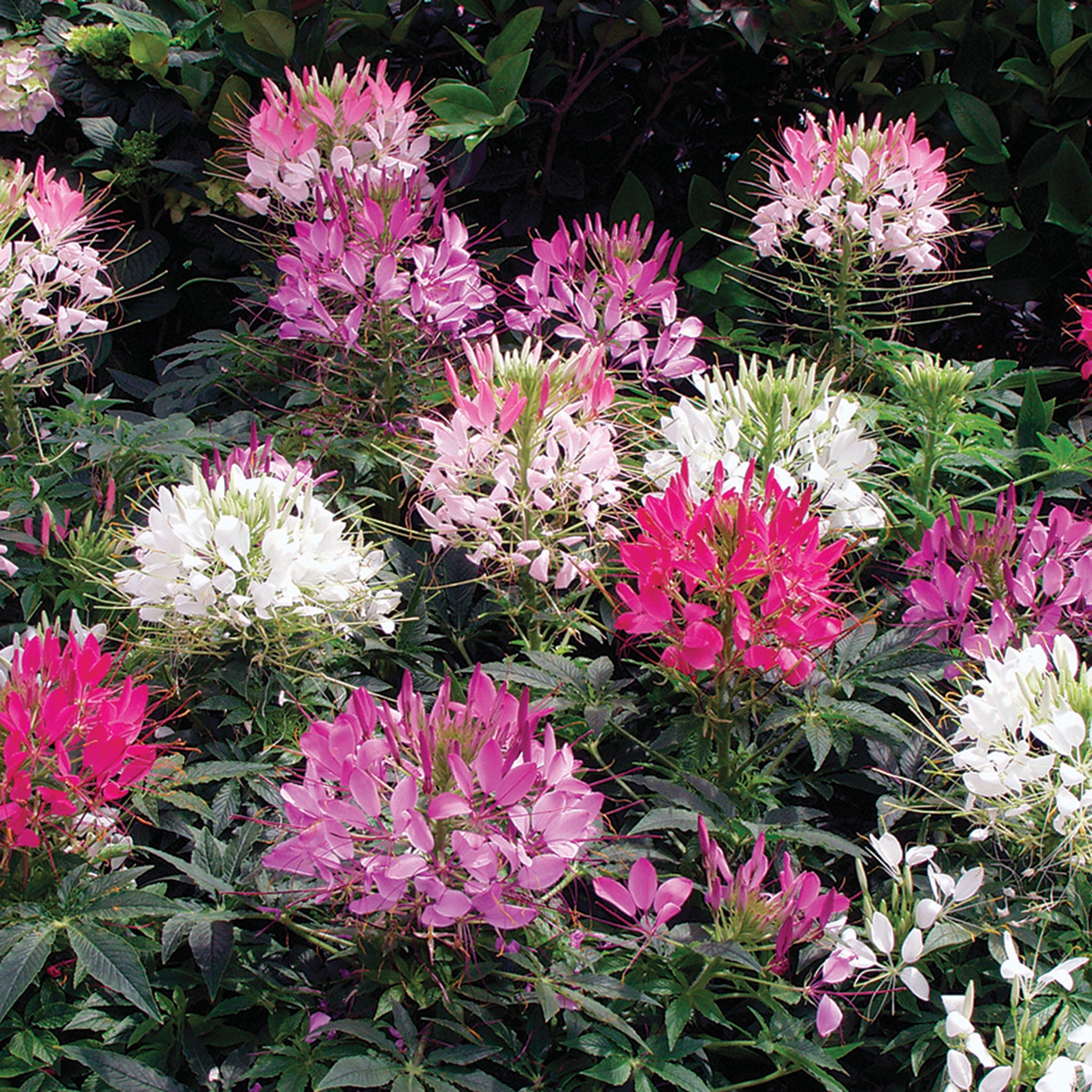 Cleome, Sparker™ 2.0 Mix Hybrid