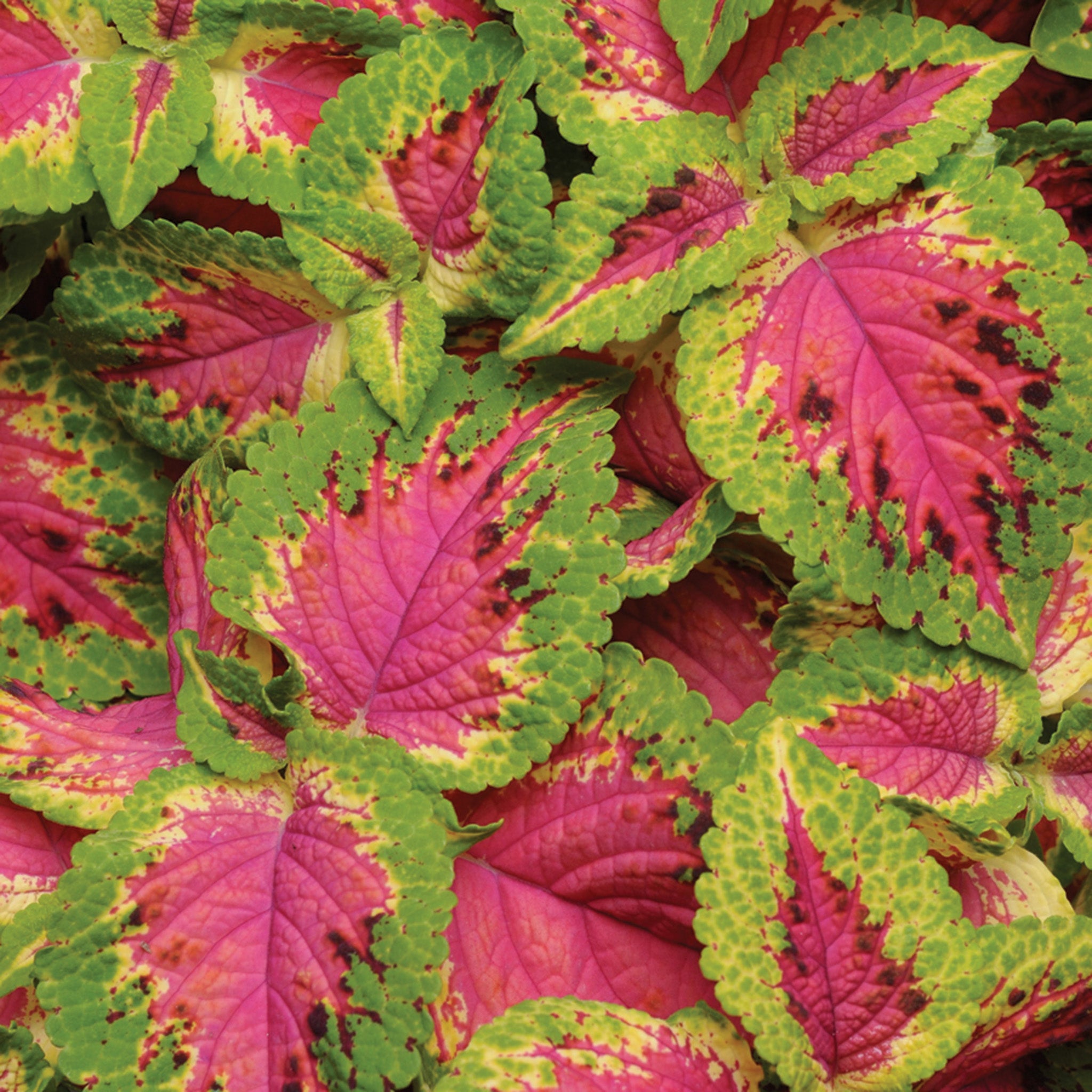 Coleus, Premium Sun Watermelon