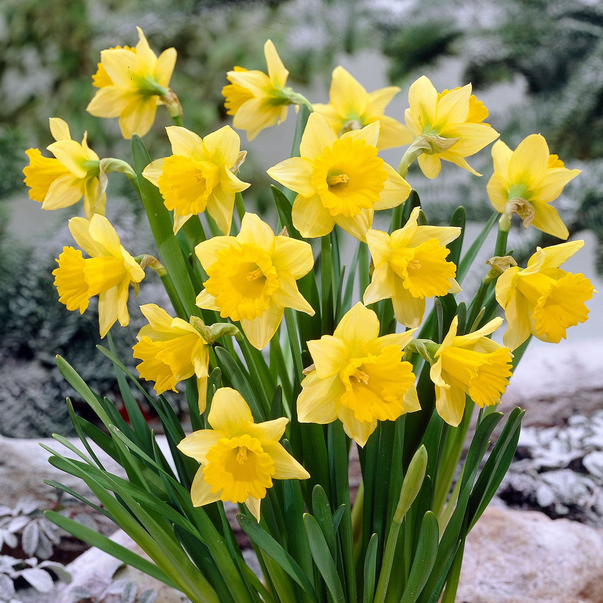 Daffodil, Rijnveld's Early Sensation, 10 Pack