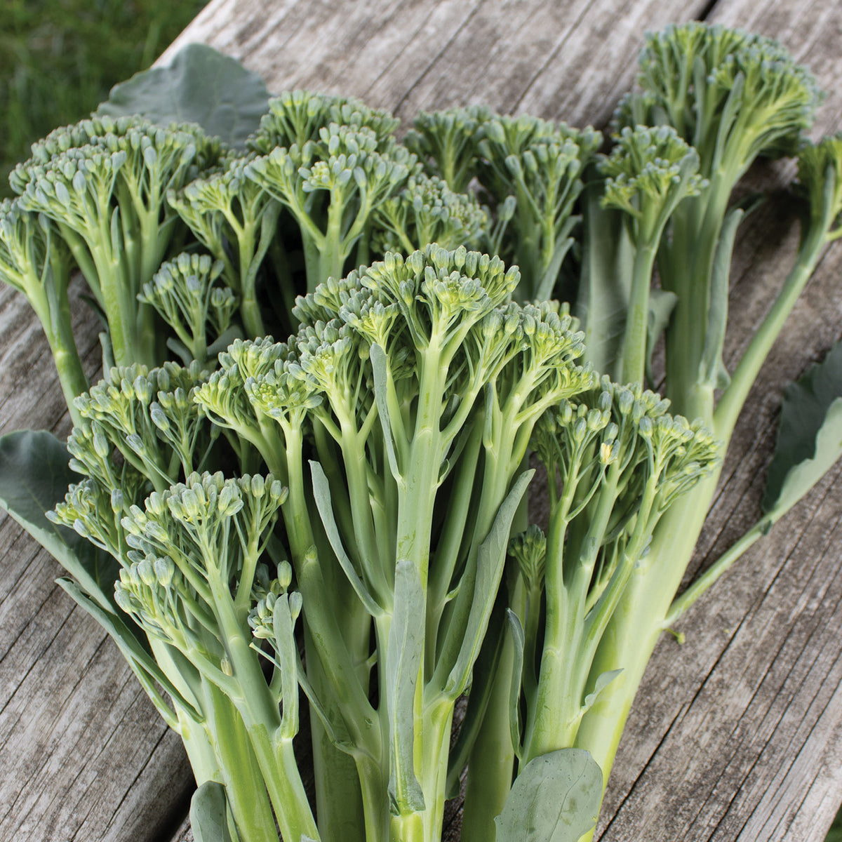 Broccoli, Aspabroc Hybrid