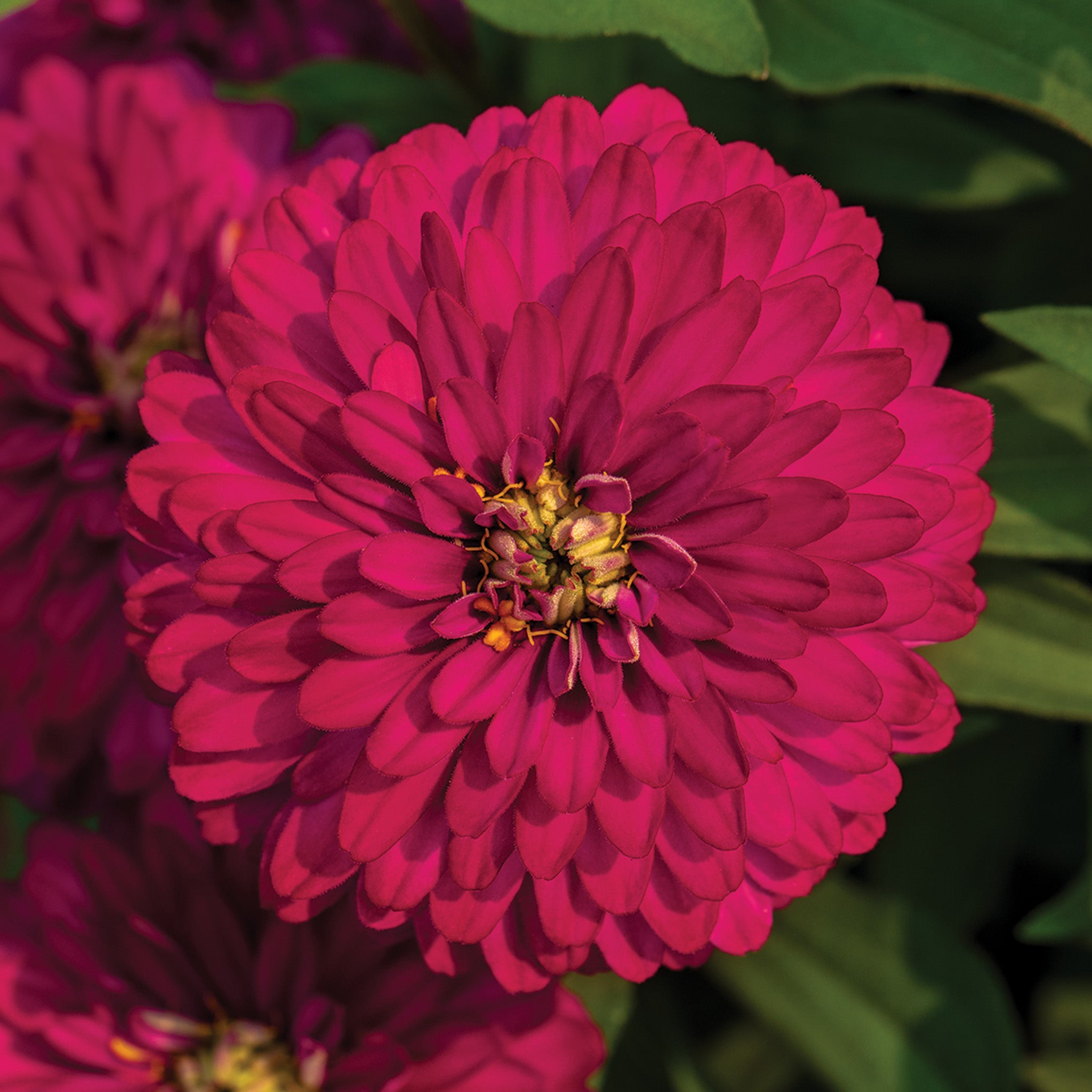 Zinnia, Zydeco™ Cherry
