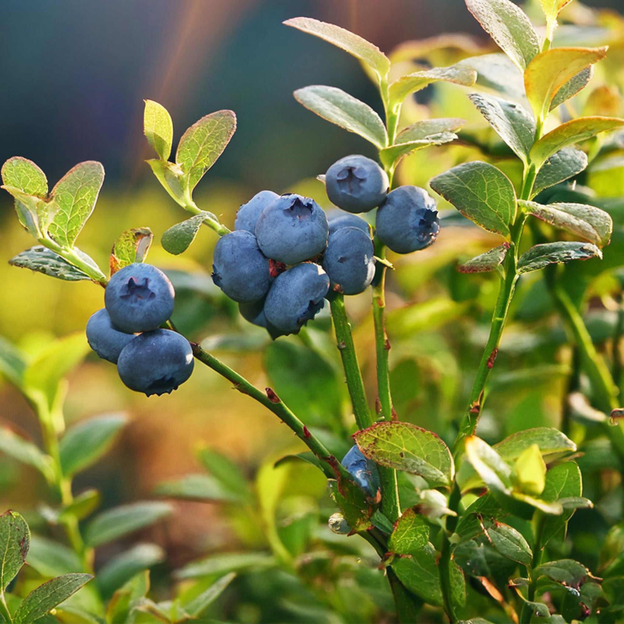 Blueberry, Friendship