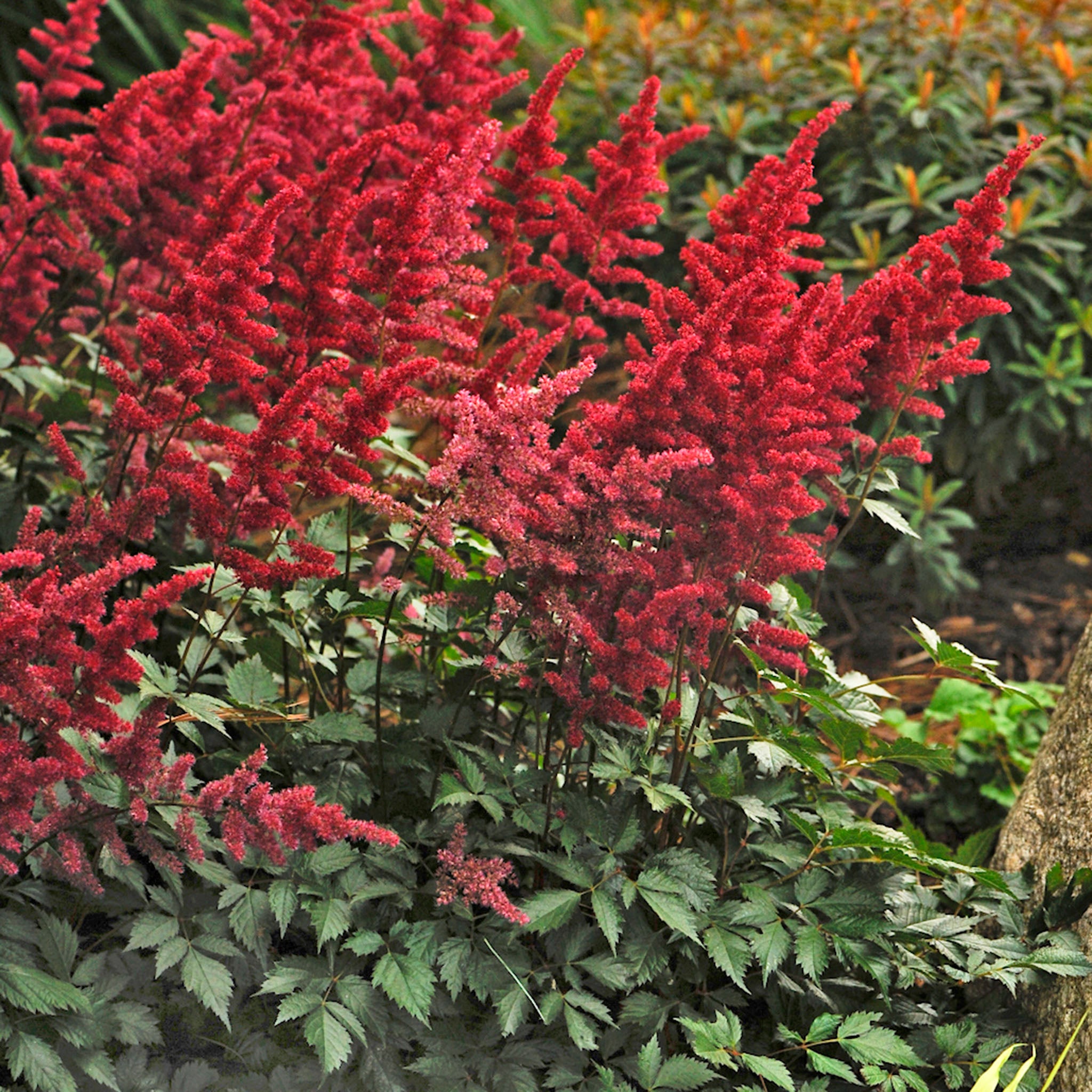Astilbe, Fanal