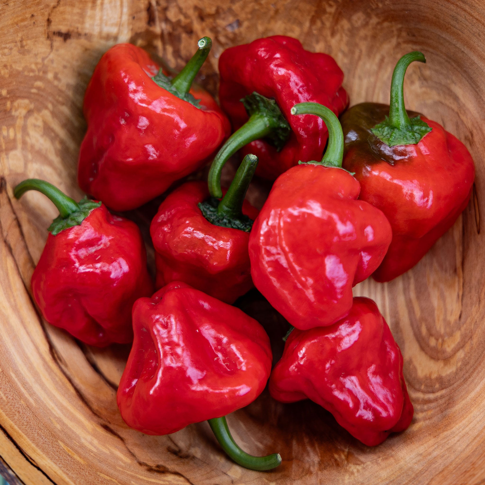 Pepper, Hot, Red Scotch Bonnet